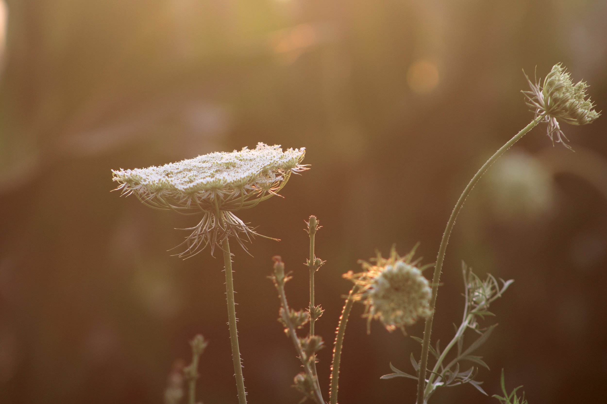 golden_hour.jpg