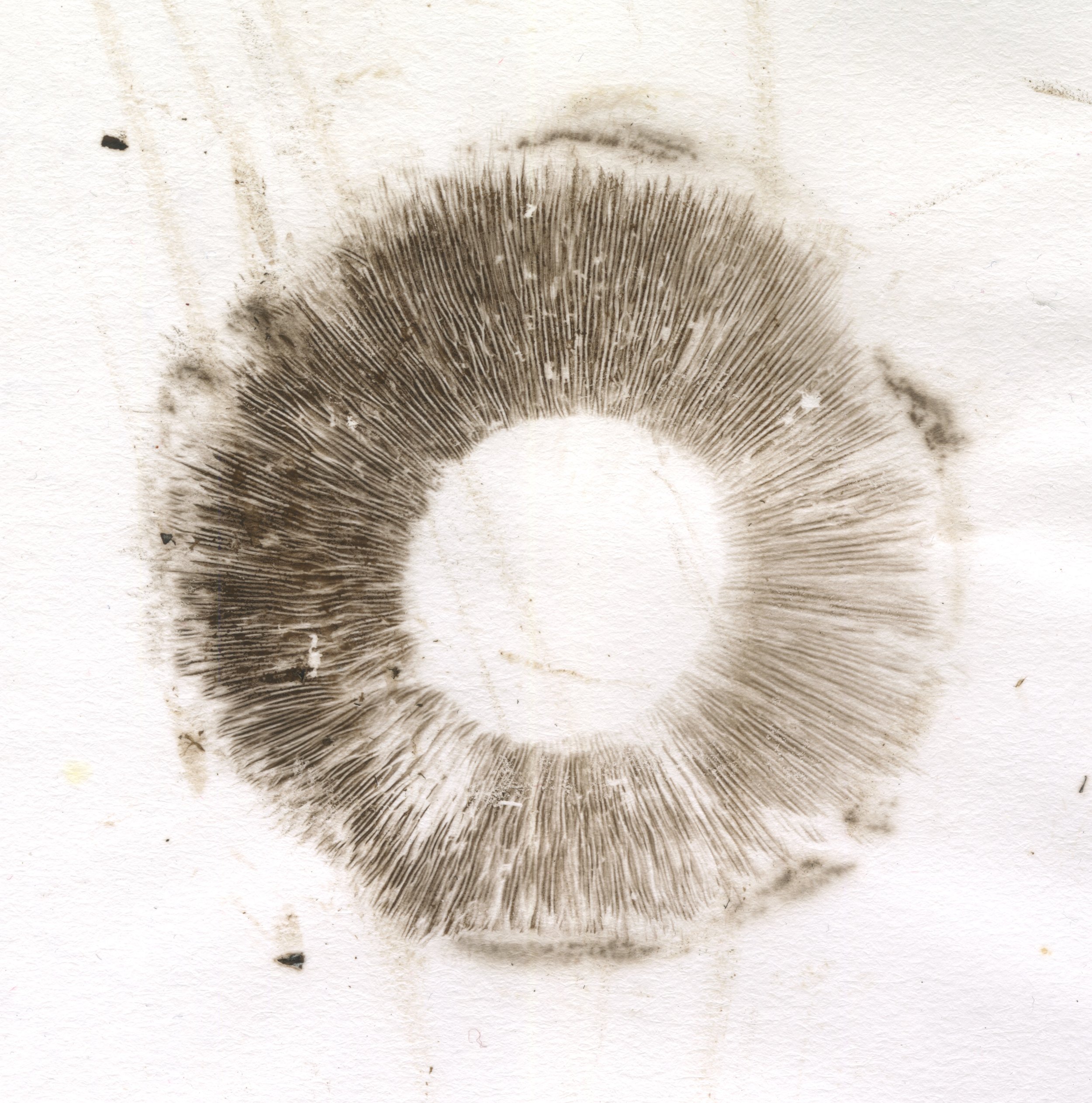 spore_prints 3.jpeg