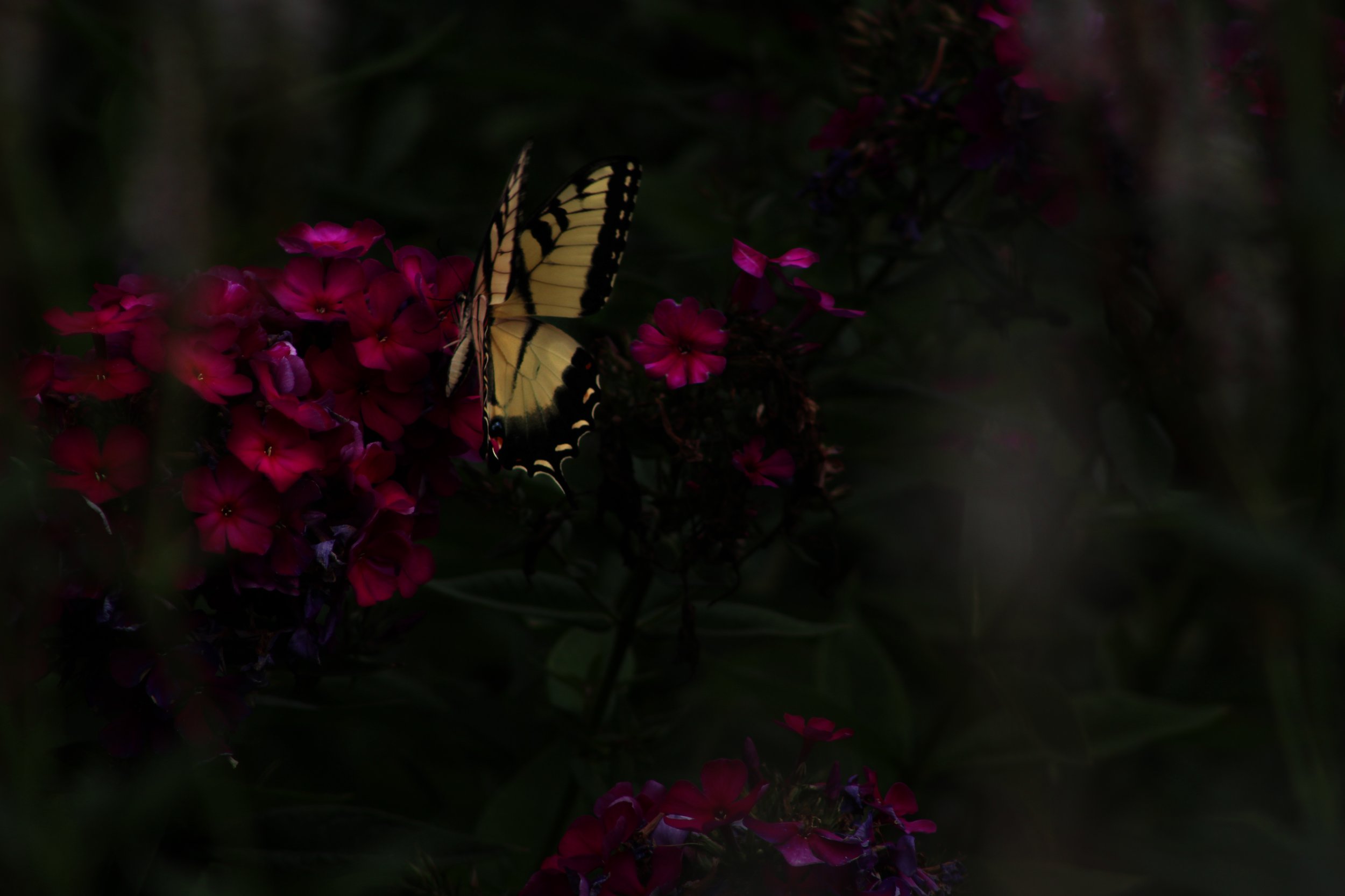 butterfly_1.jpg