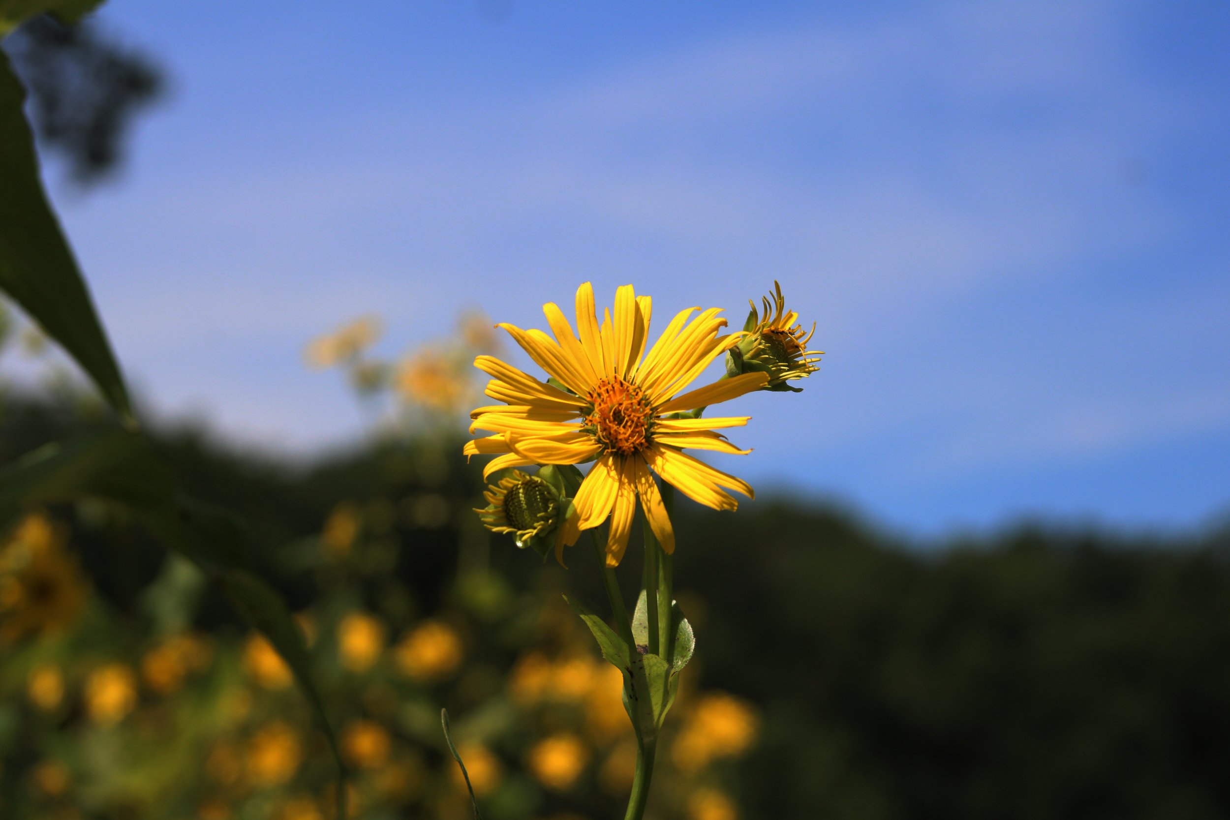 sunny_flower.jpg