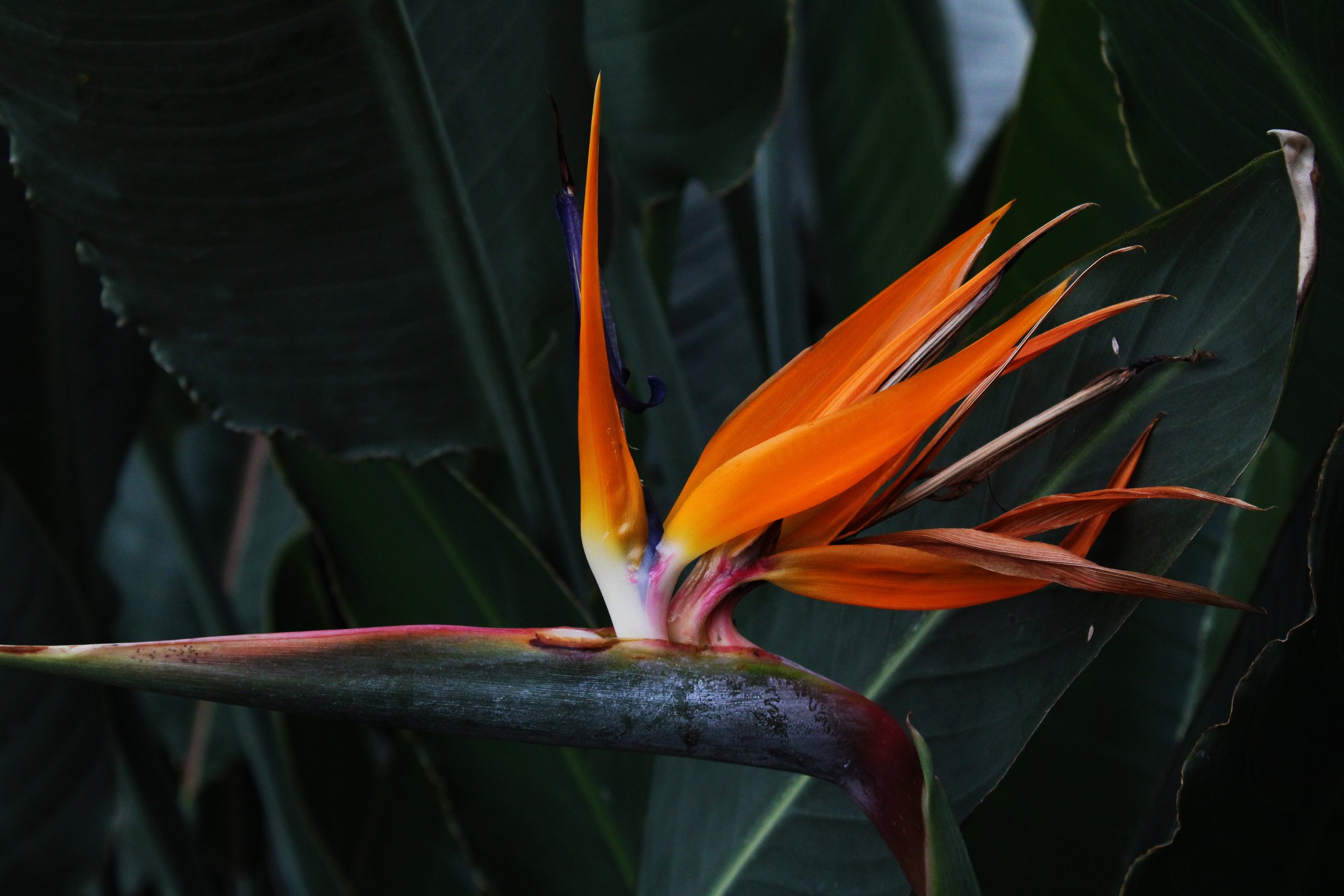 weird_flower.jpg