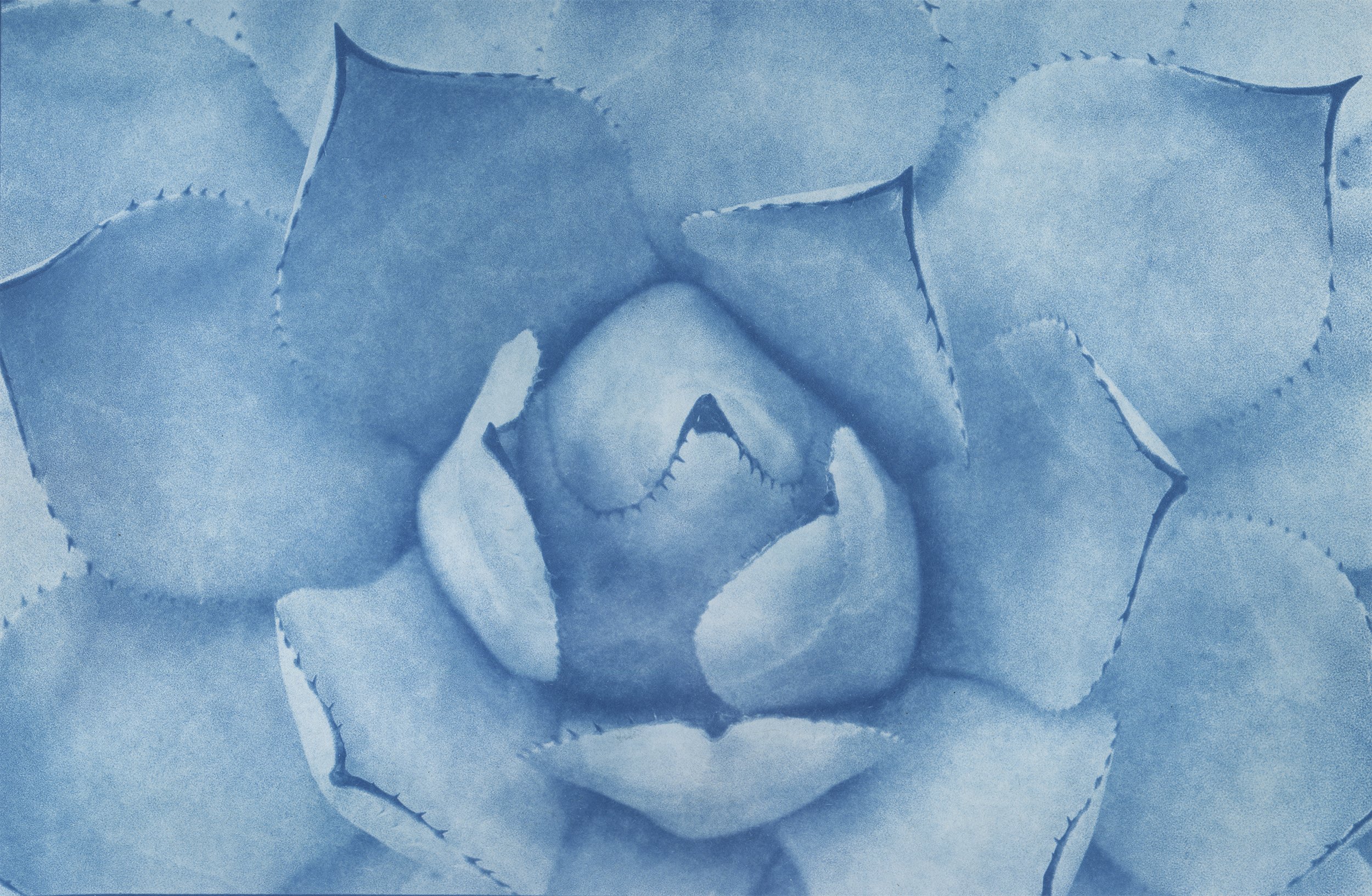 Cyanotype_Scan.jpg