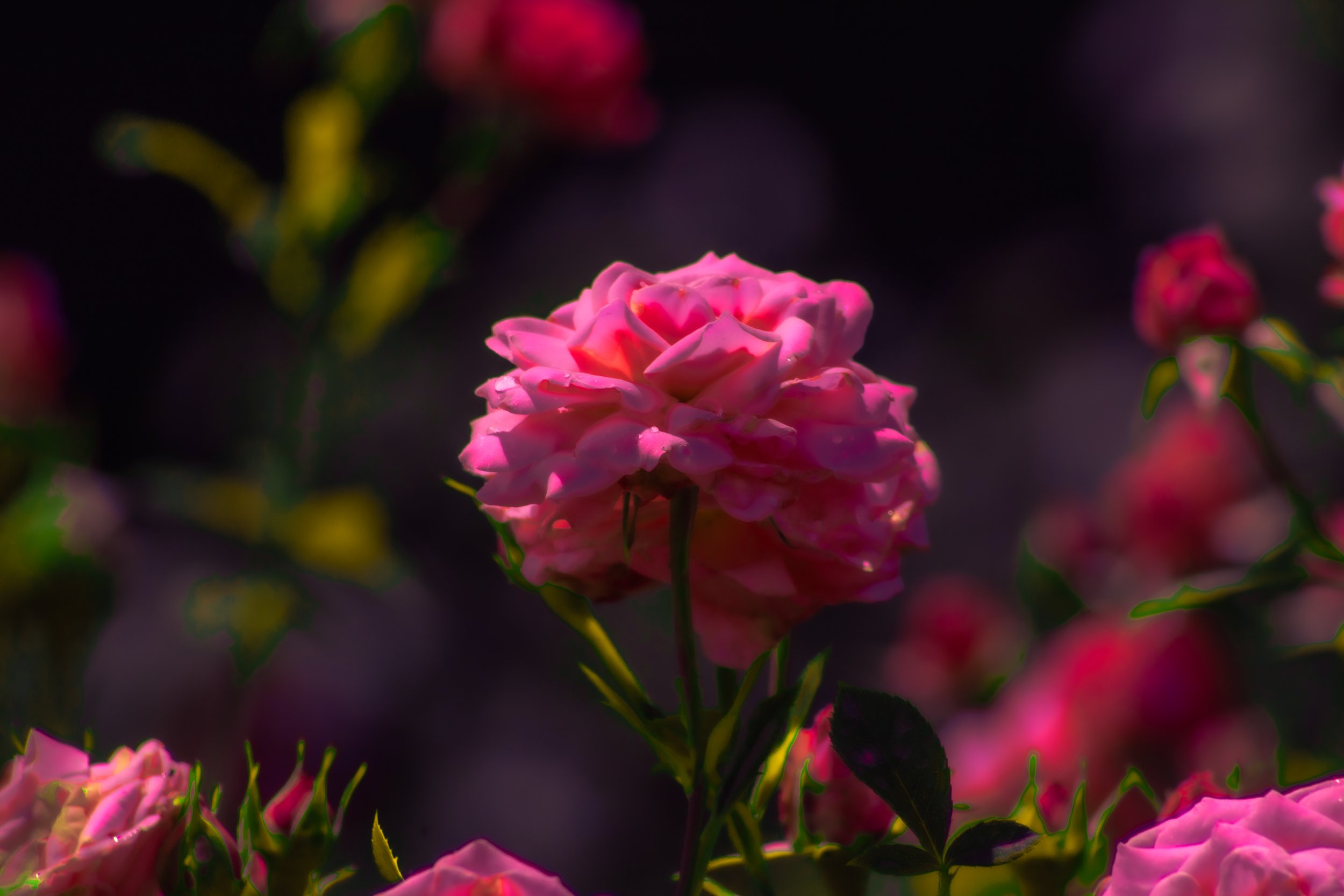 saturated_roses.jpg