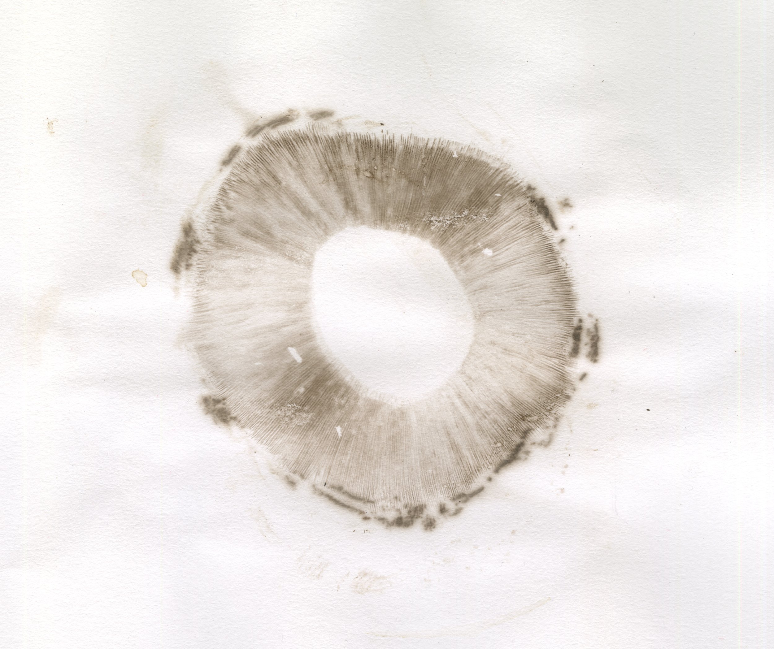 spore_prints 1.jpeg