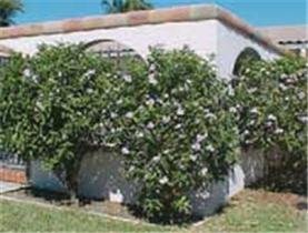 Pretty Poisons in the Back Yard