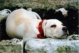 Digging Behaviour In Dogs