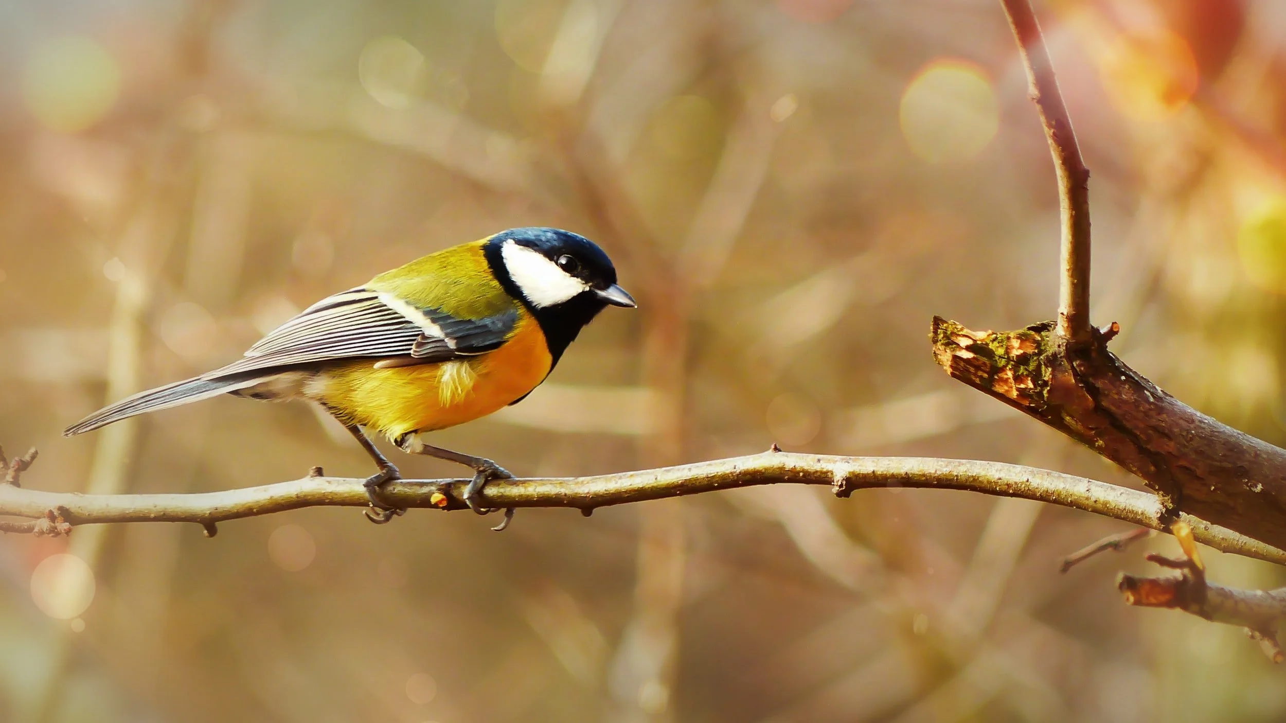 Feeding Your Finch