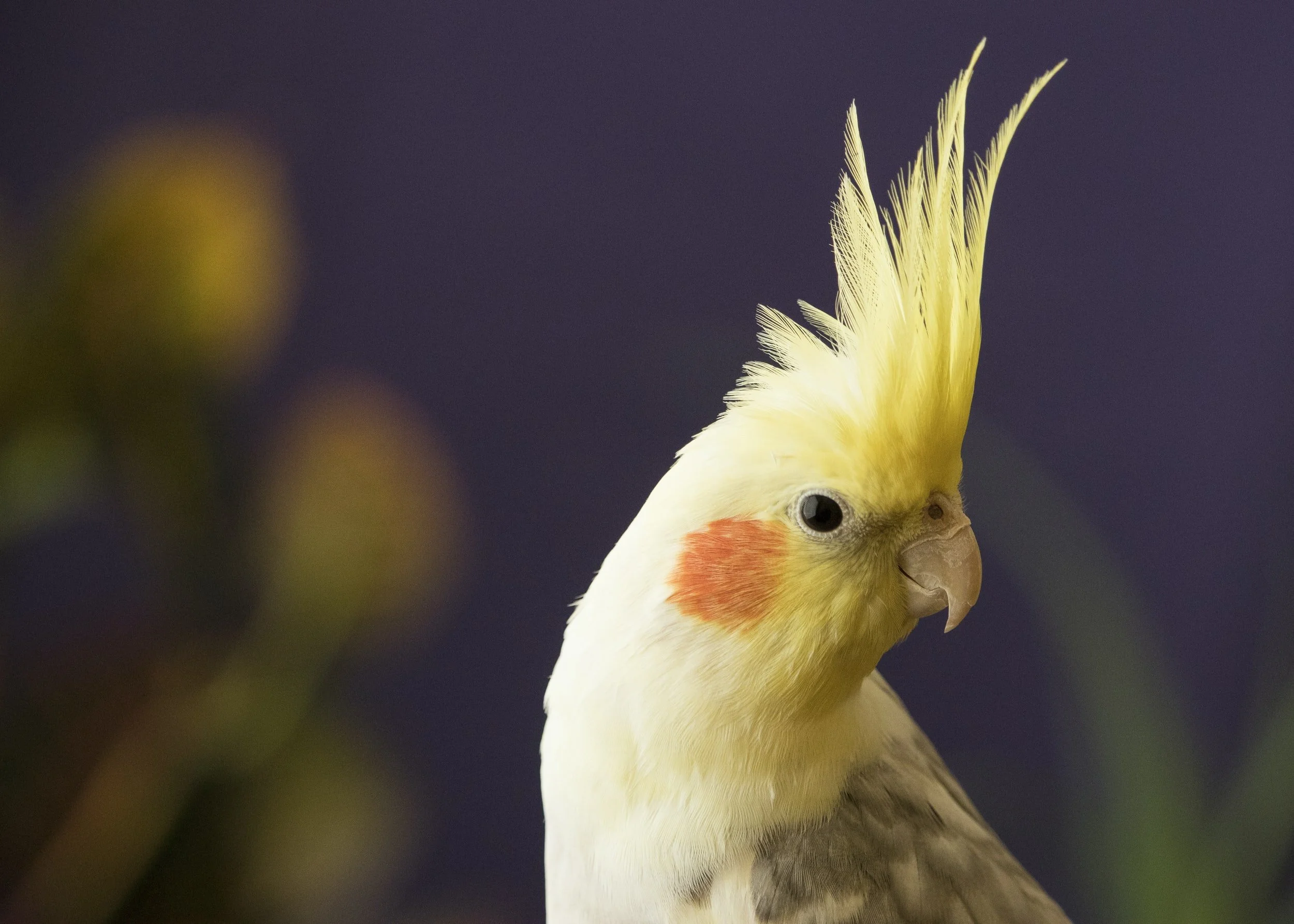 Choosing a Cockatiel
