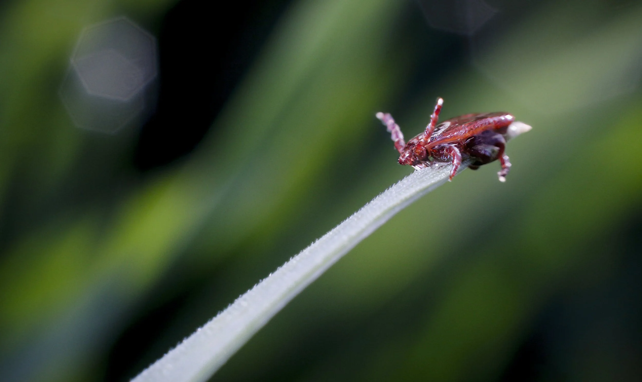 Cnemidokoptic Mite Infestation