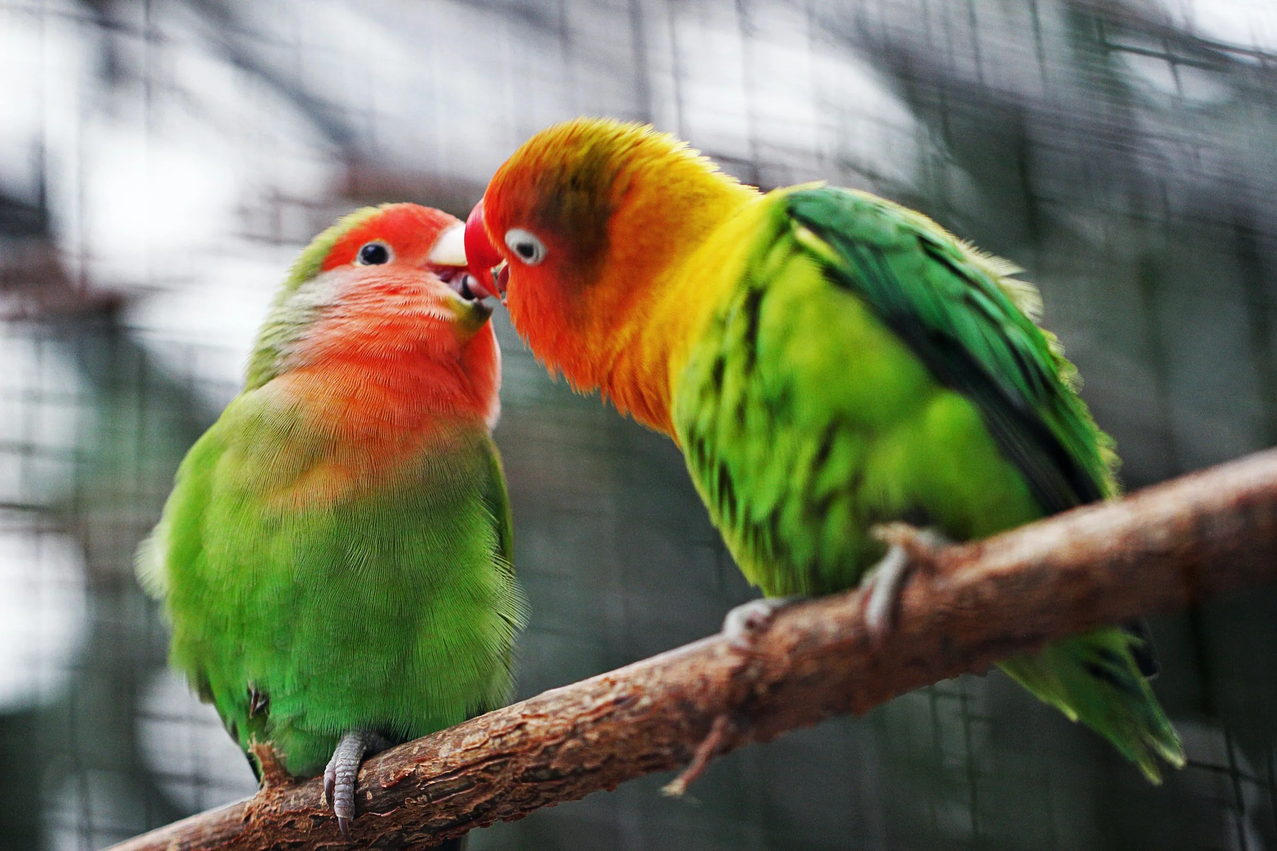 Common Conditions of Pet Birds