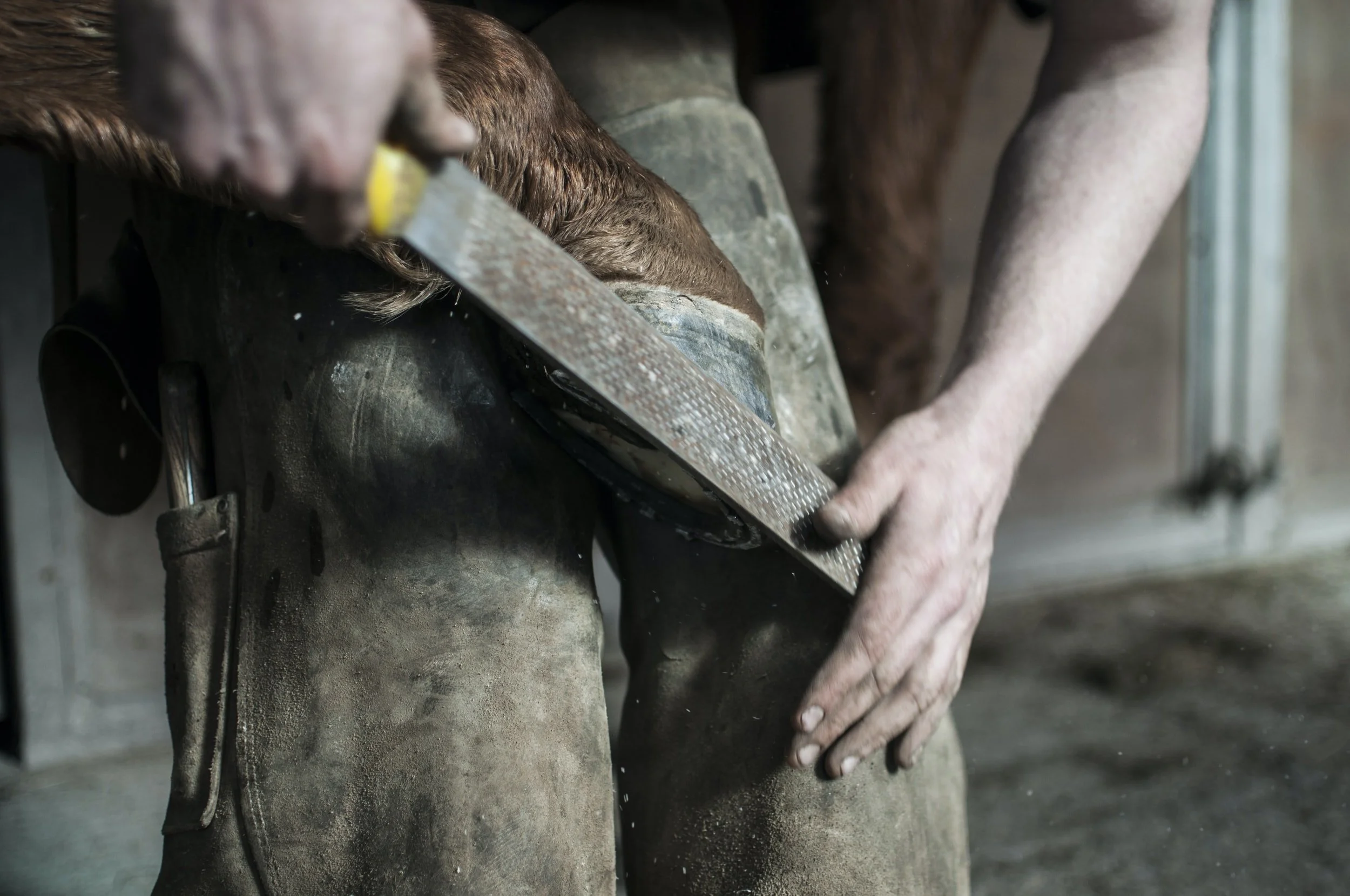 Injuries &amp; Diseases of the Hoof IV: Canker, Thrush and Quittor