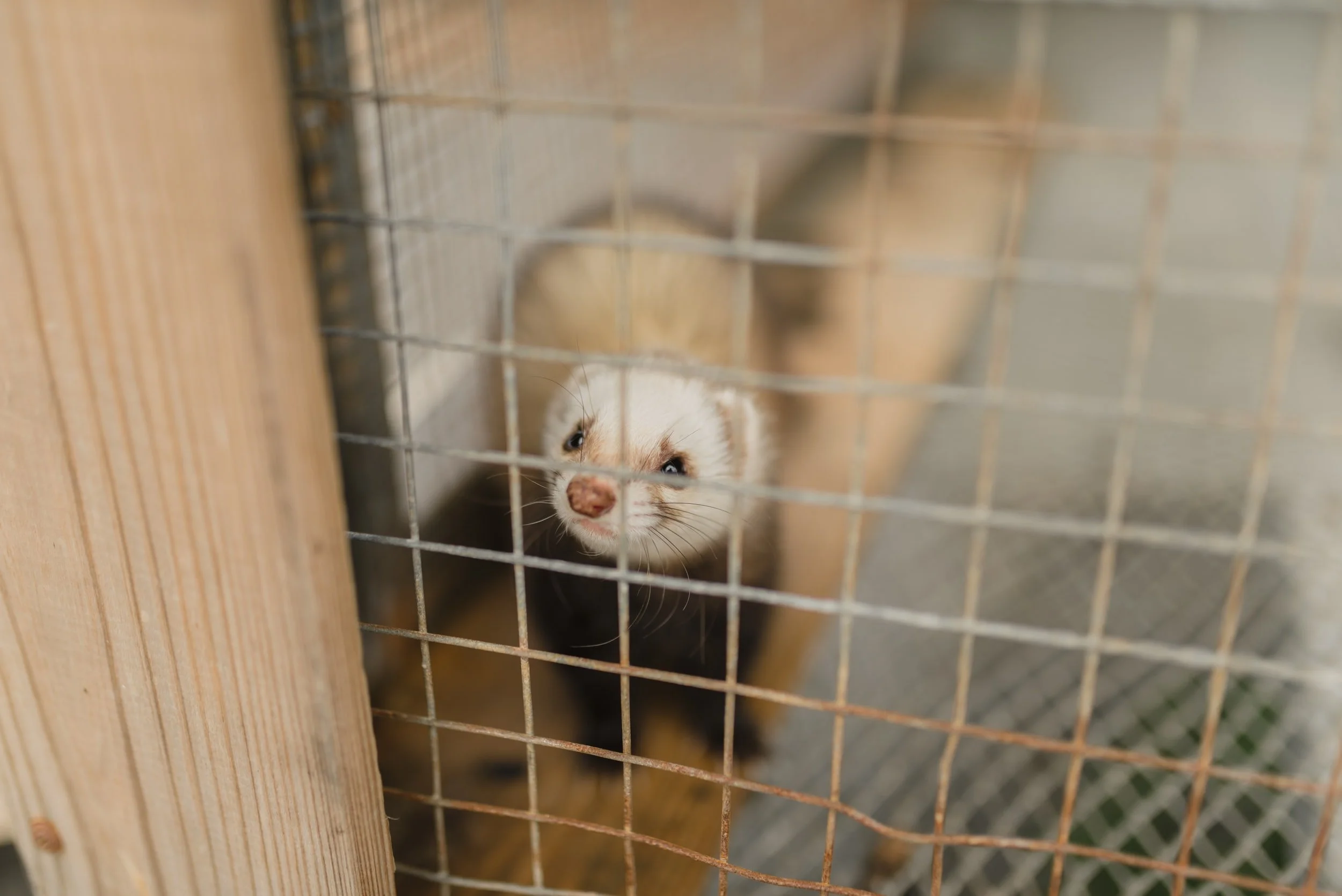 Common Diseases Of Pet Ferrets