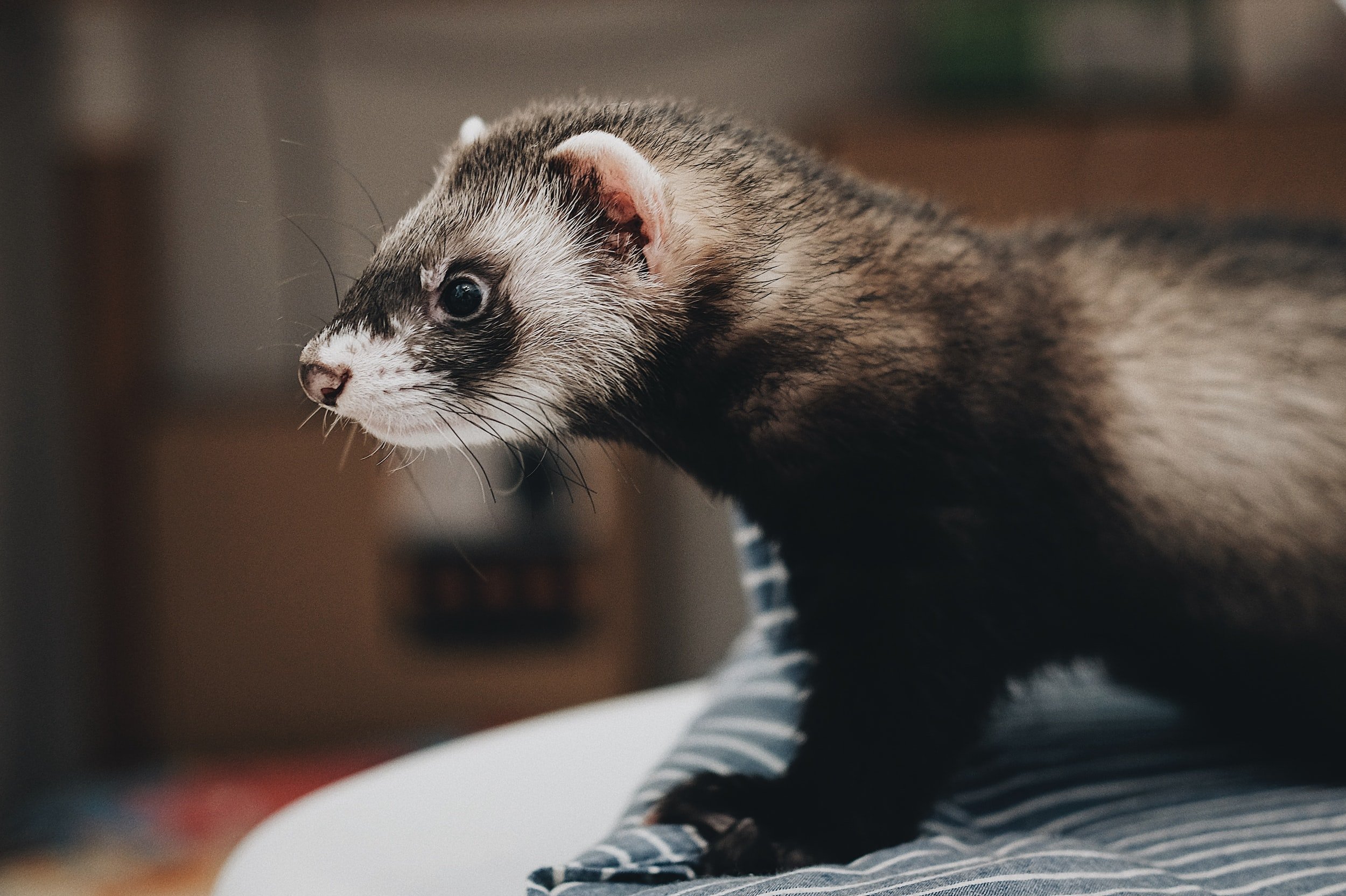 Housing Pet Ferrets