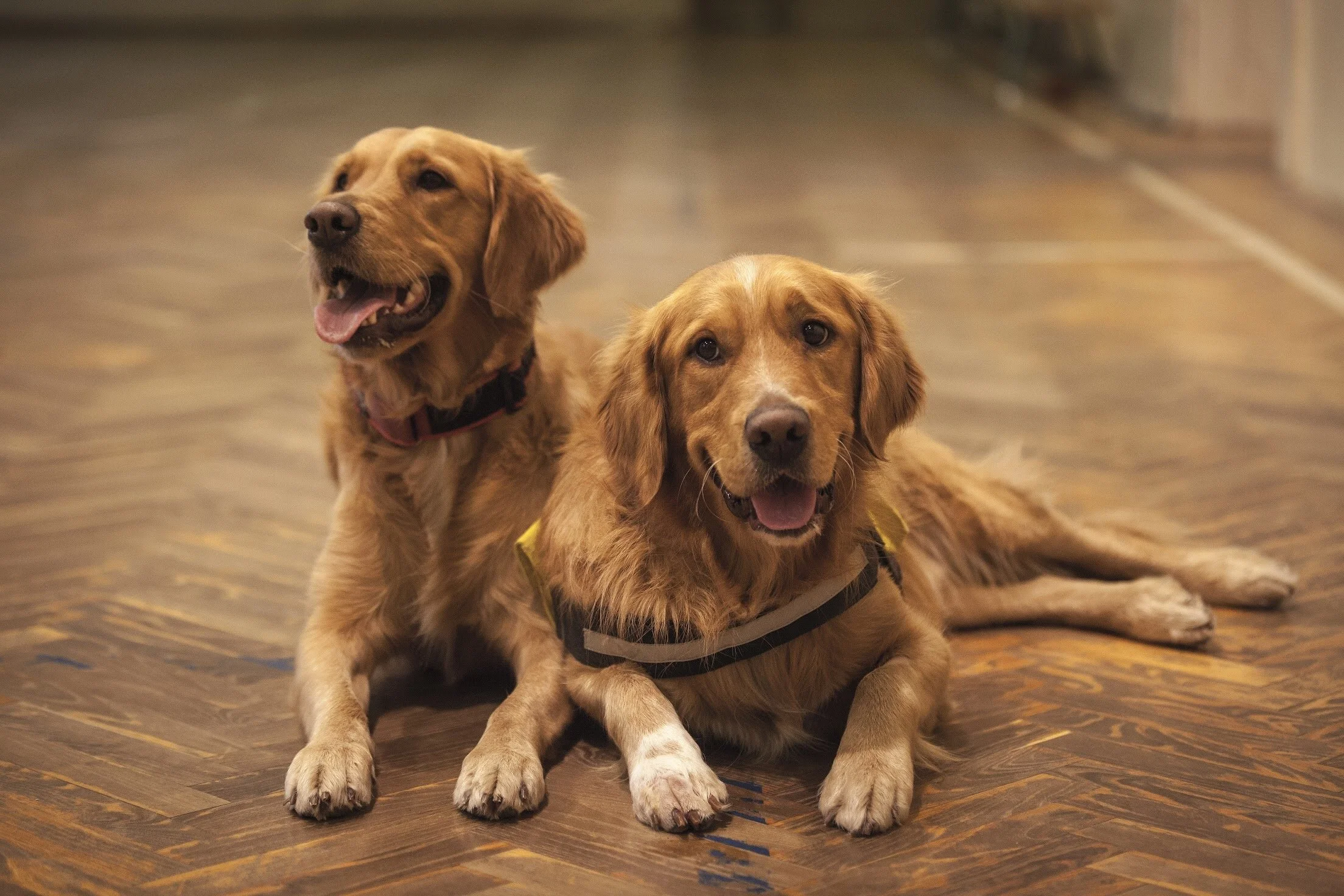 The Ten Tenets Of Pet Care