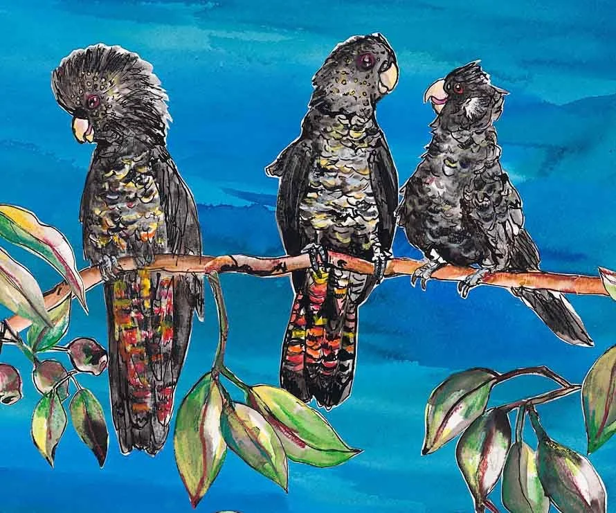 blackcockatoosonbranchCU1.jpg