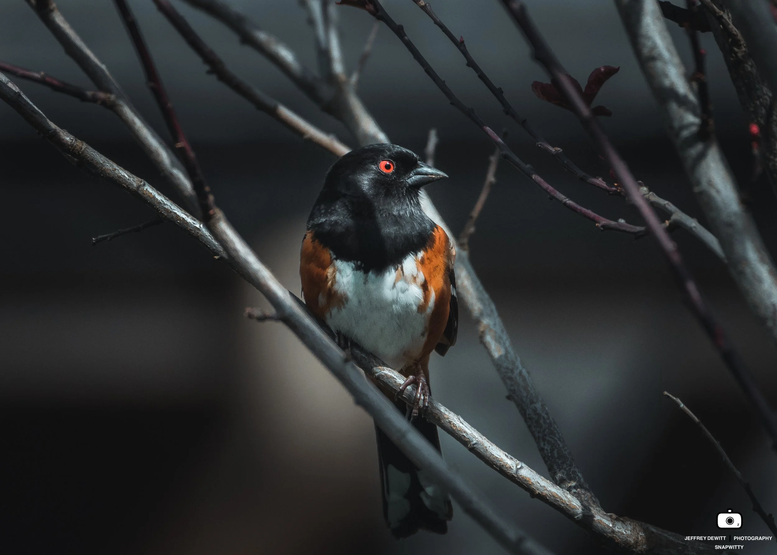 2022_March_Oregon_Spotted Towhee_Landscape-1.jpg