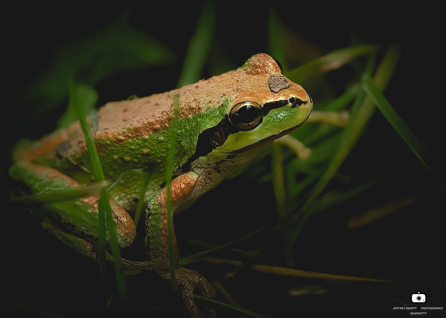 2022_July_Oregon_SauvieIsland_Frog-1.jpg