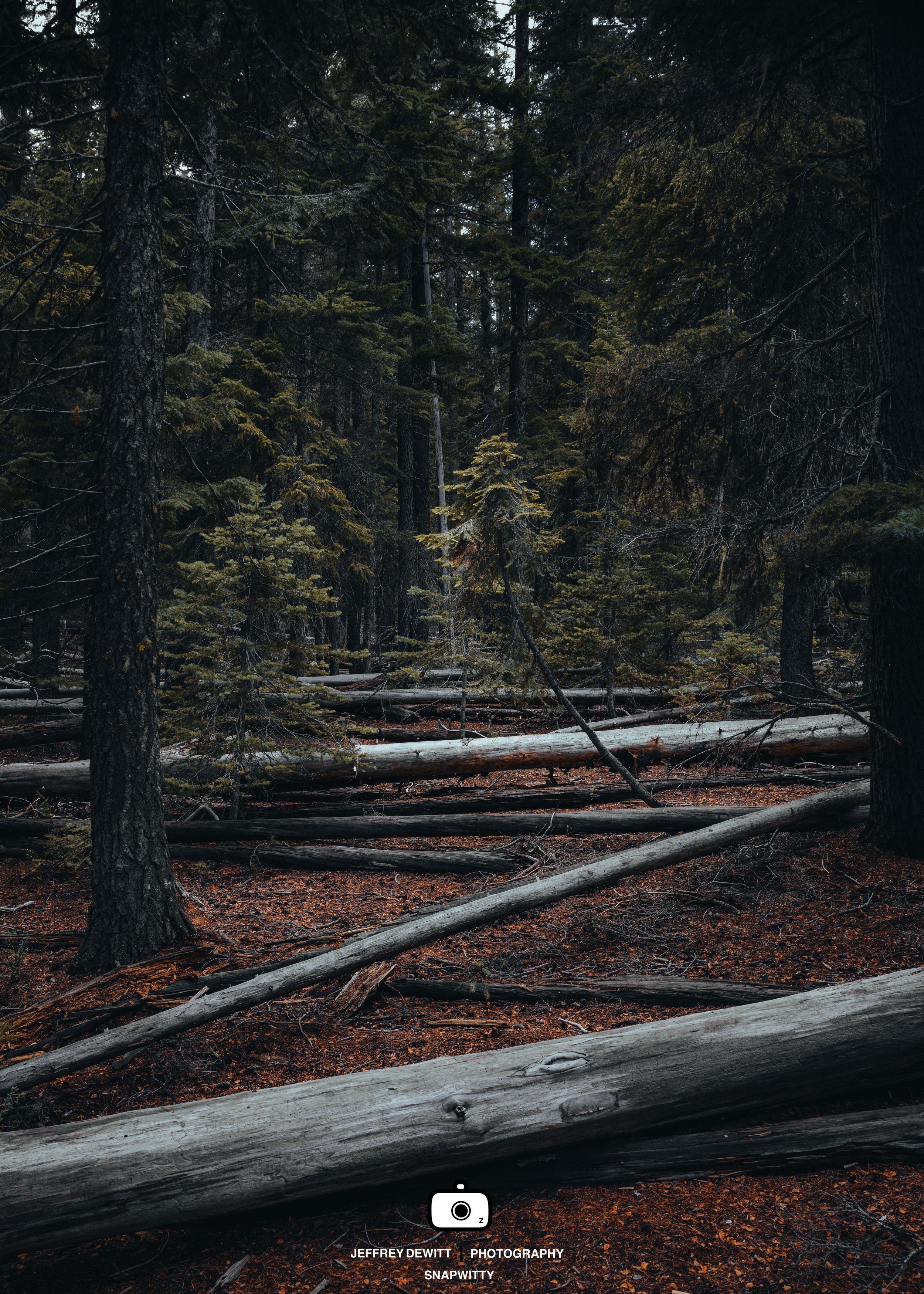 2021_December_TumaloFalls_FallenTrees-1.jpg