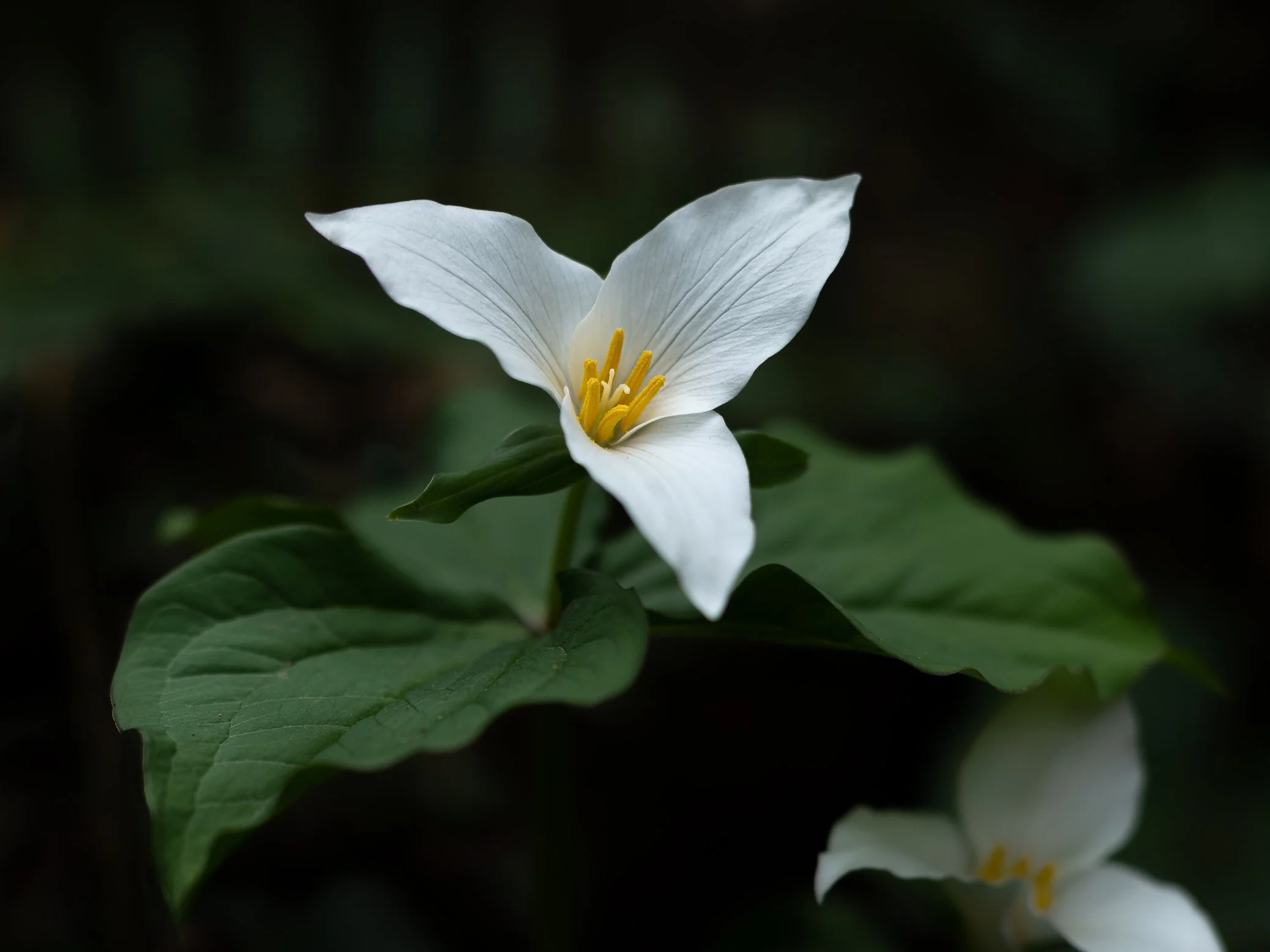 2022_March_Oregon_LakeOswego_Trillium1Landscape-1.jpg