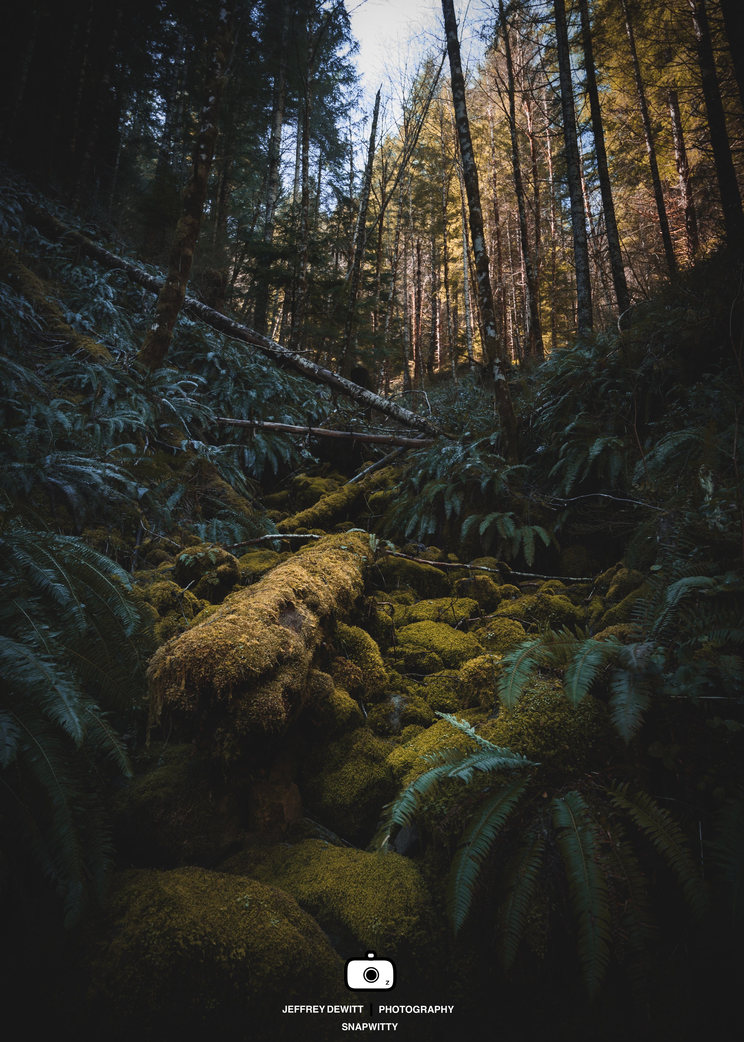 2021_April_ElkCreek_Ferns-1.jpg