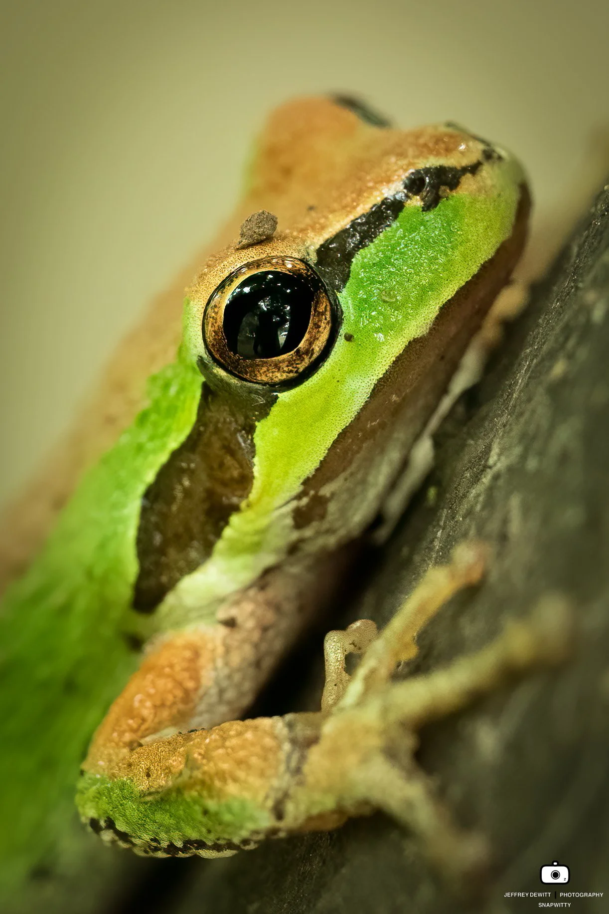 2022_July_Oregon_SauvieIsland_Frog-7.jpg