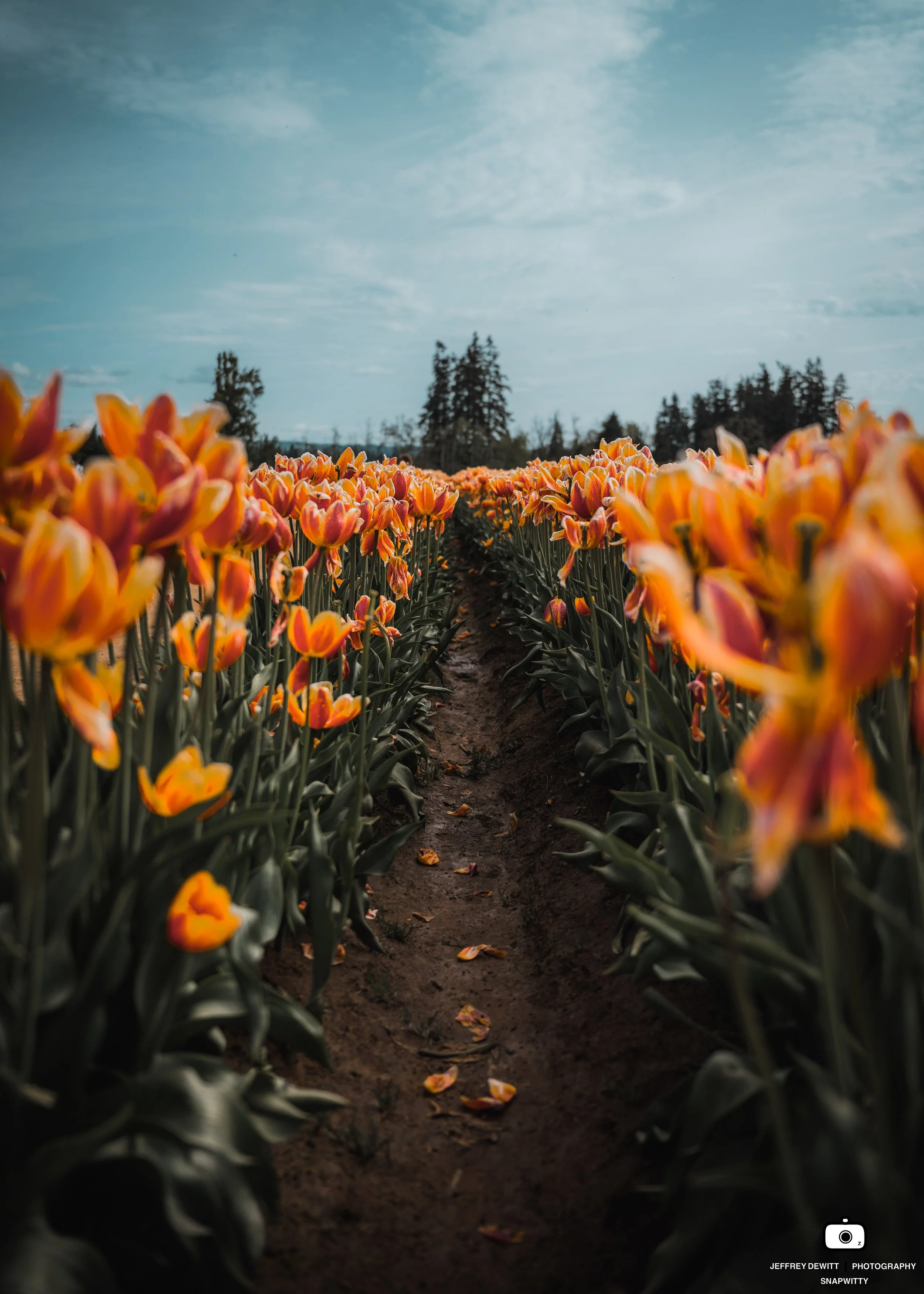 2022_May_Oregon_Wilsonville_TulipFestival_OrangeTulipRow.jpg