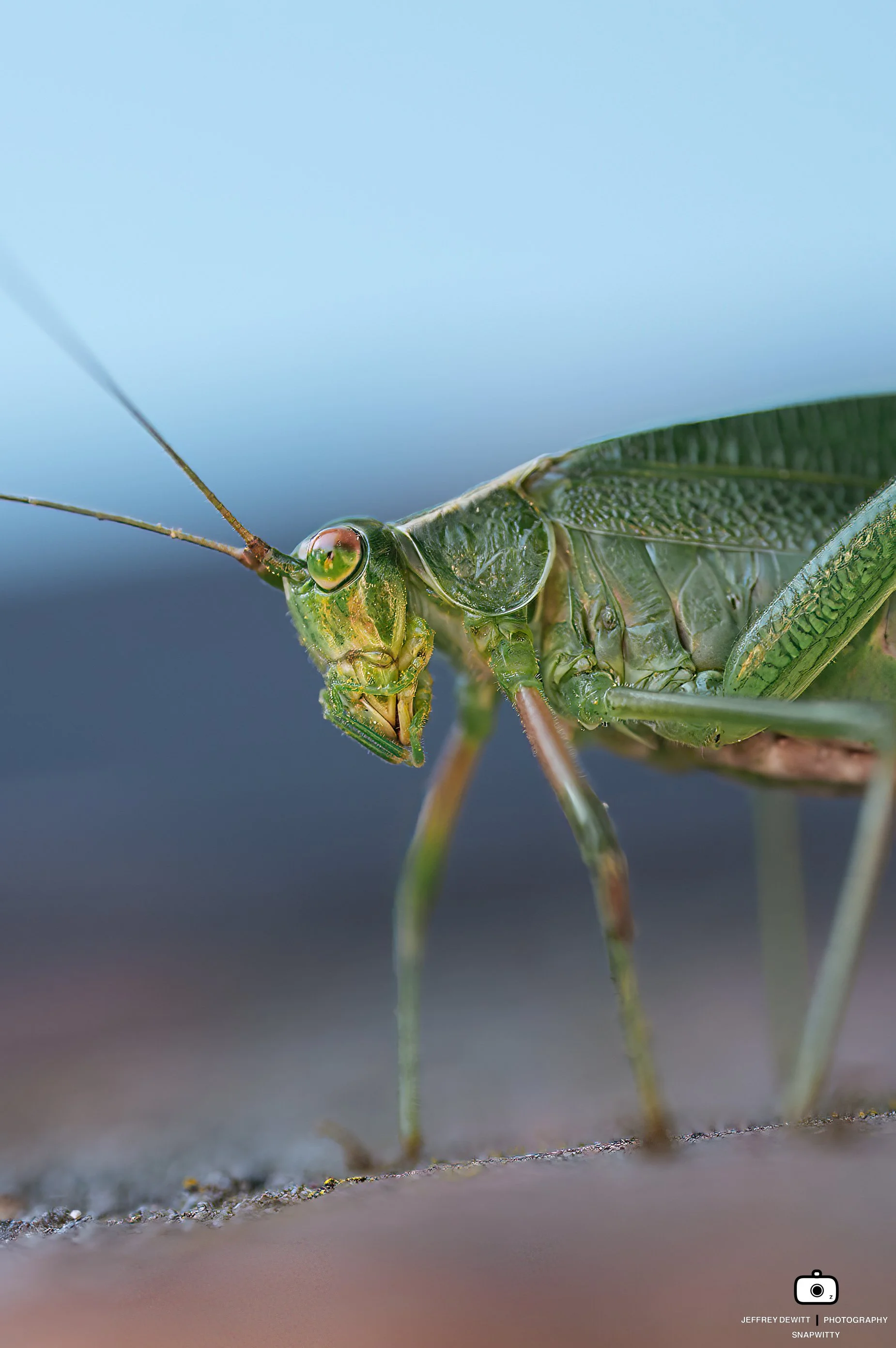 2021_July_Oregon_LakeOswego_GrasshopperMacro-4.jpg