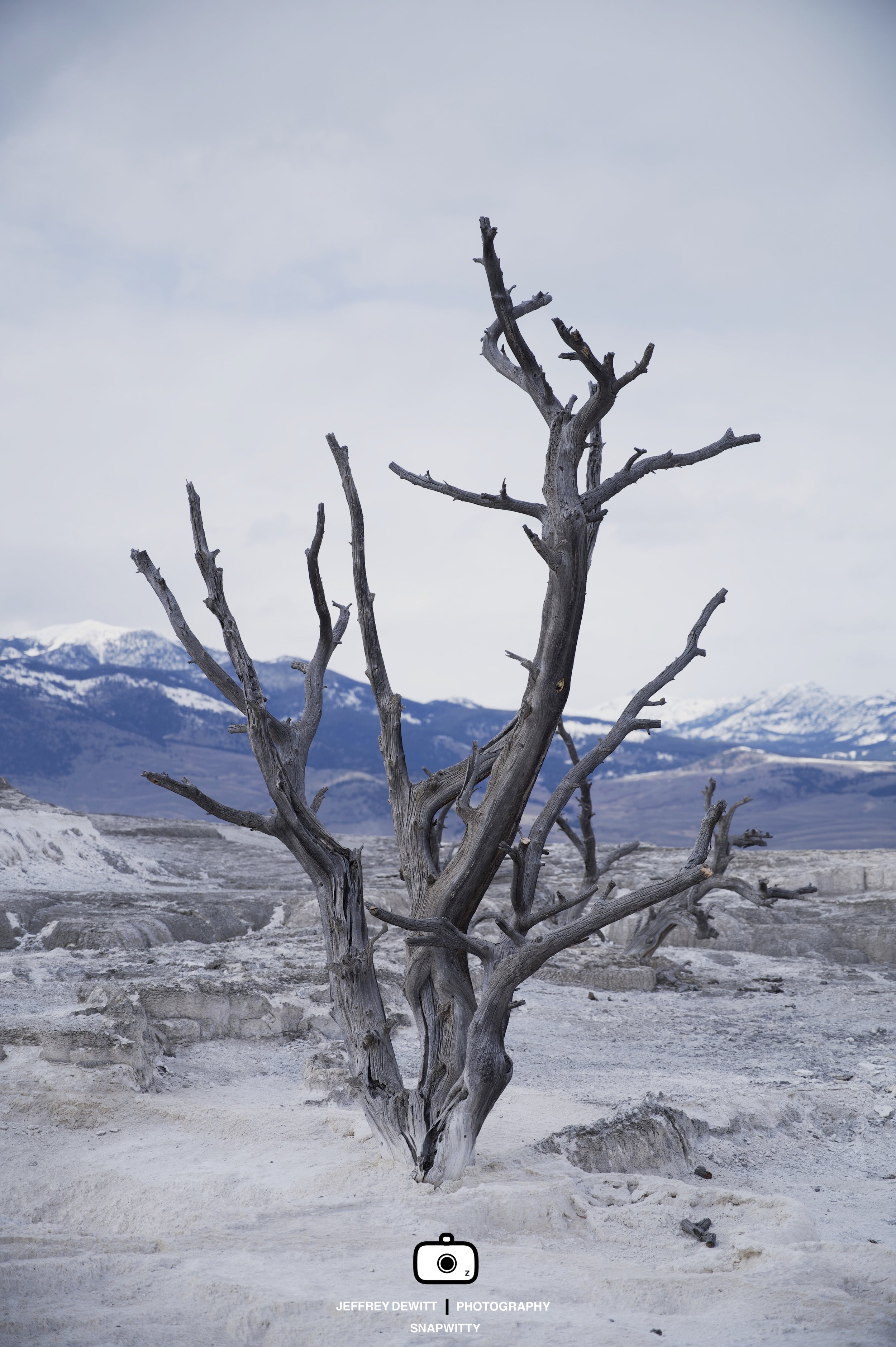 2021_April_Yellowstone_DeadTree-1.jpg