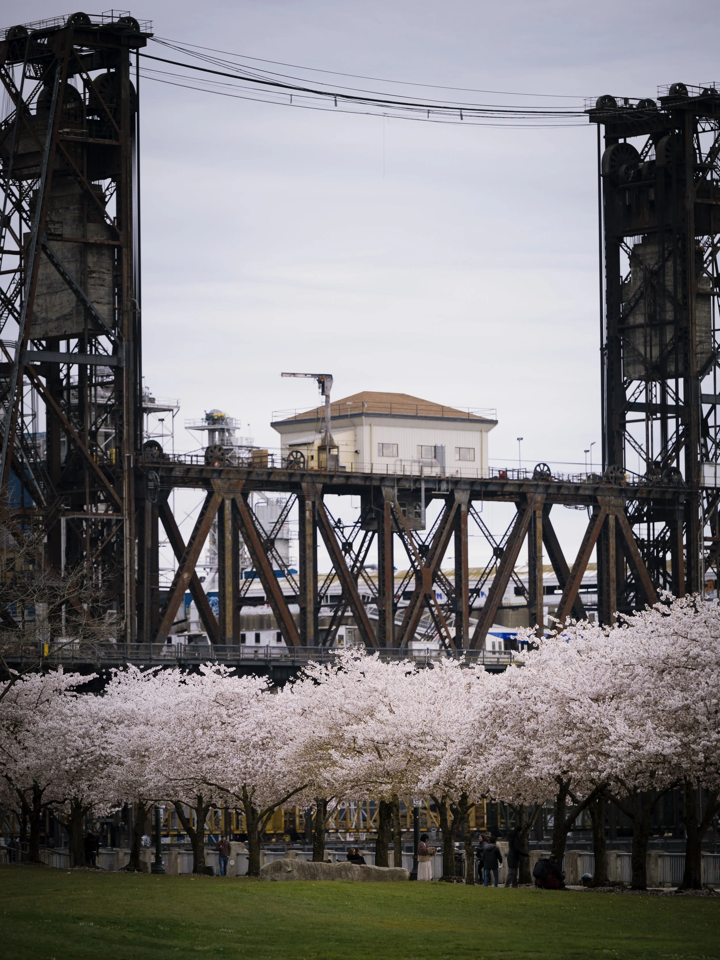 2023_April_Oregon_Portland_CherryBlossomsOnWaterfront-21.jpg