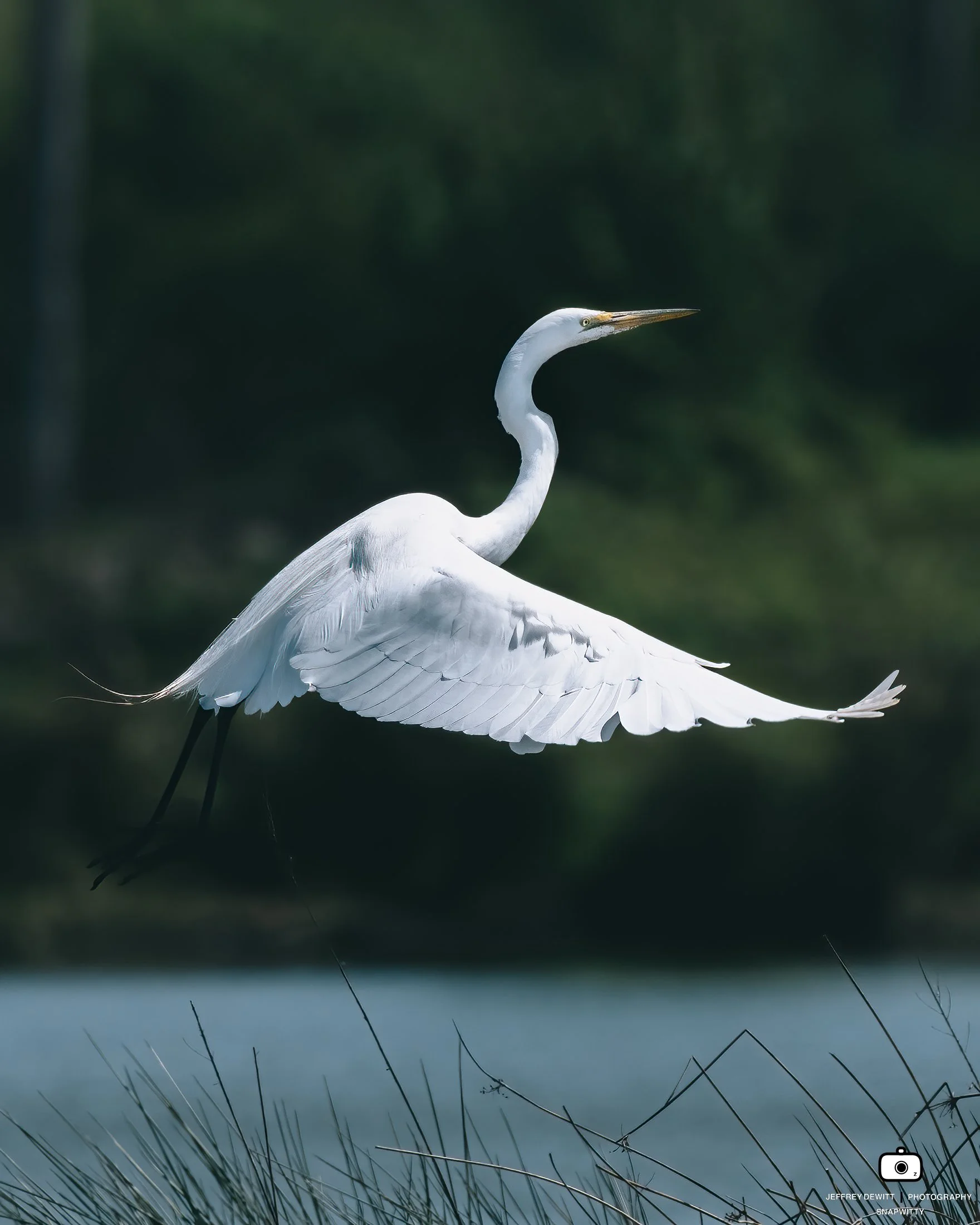 2022_May_Oregon_FernhillWetlands_WhiteGreatEgret-1.jpg