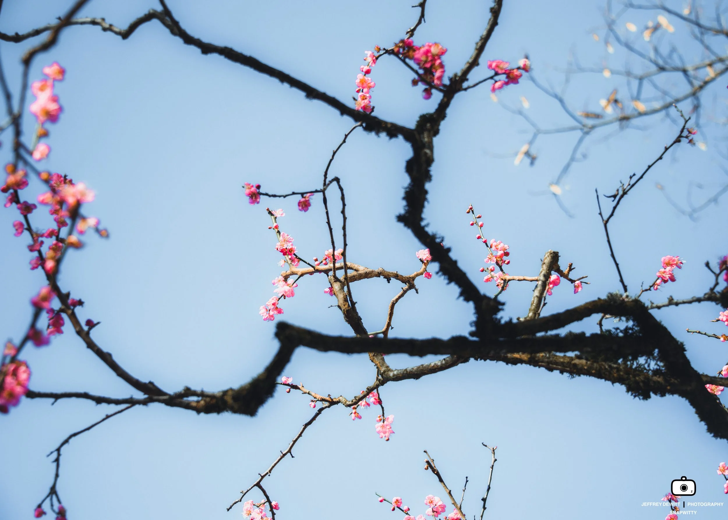 2021_February_LanSuGarden_Blossoms-1.jpg