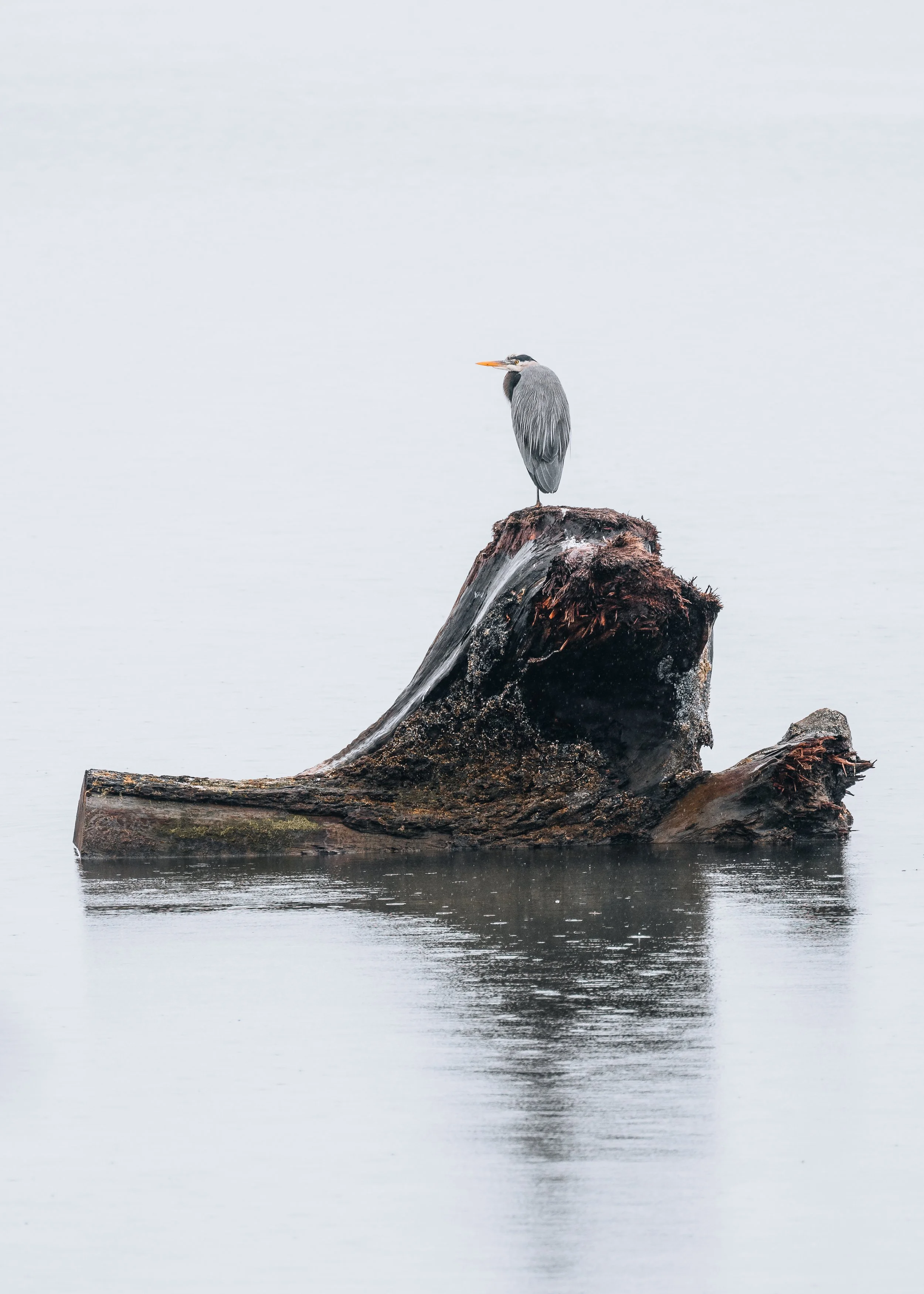02_2024_February_Oregon_Tillamook_Coast_Heron-1.jpg