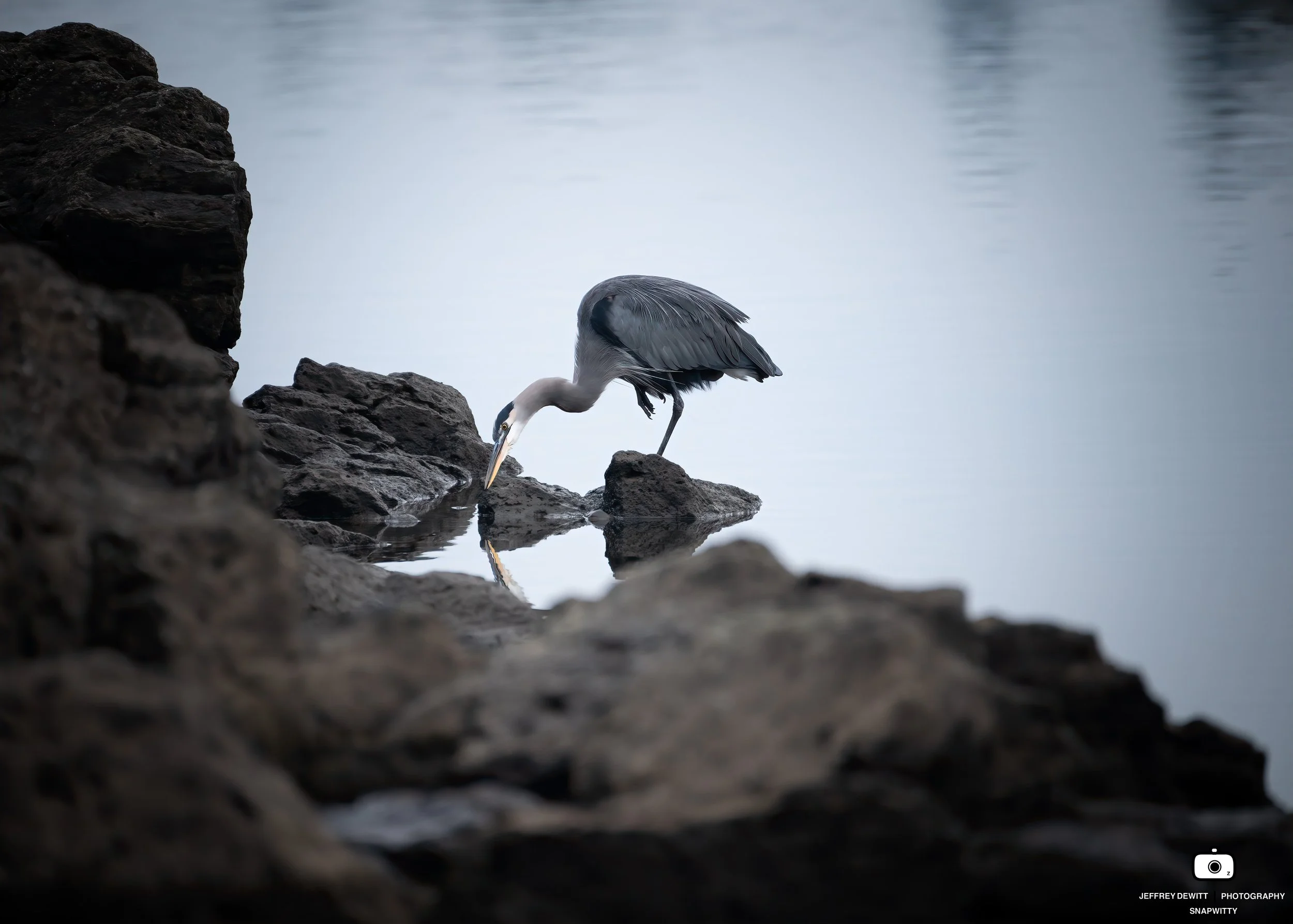 2021_Oregon_LakeOswego_Birds_GreatBlueHeronOverWater-5.jpg