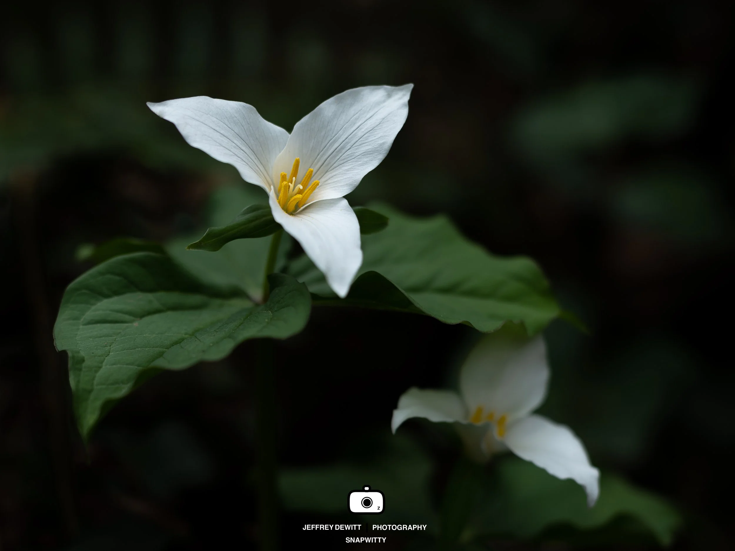 2022_March_Oregon_LakeOswego_Trillium1Landscape-1.jpg