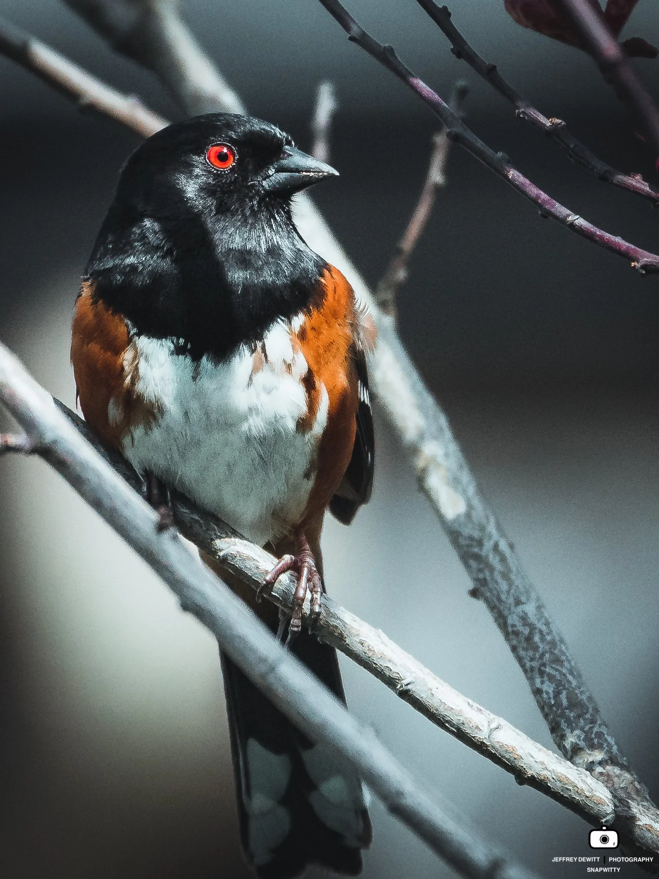 2022_March_Oregon_Spotted Towhee_Portrait-1.jpg
