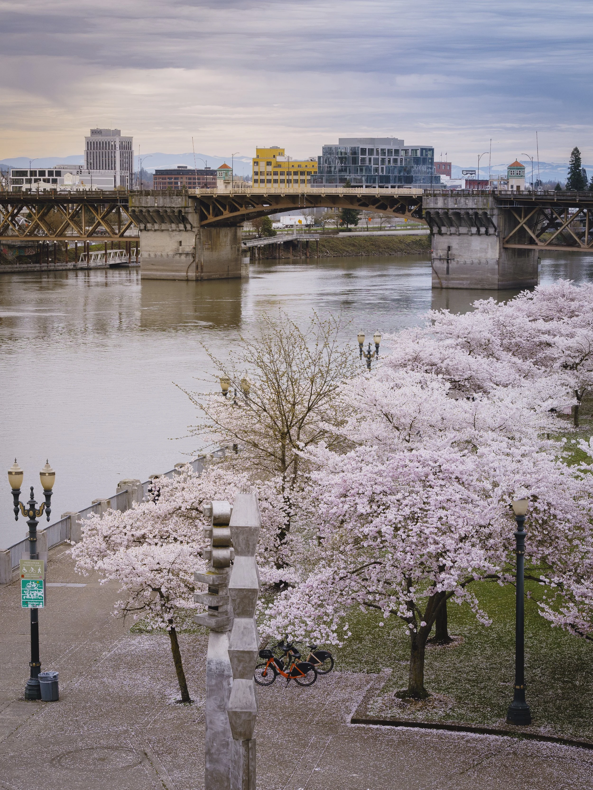 2023_April_Oregon_Portland_CherryBlossomsOnWaterfront-11.jpg
