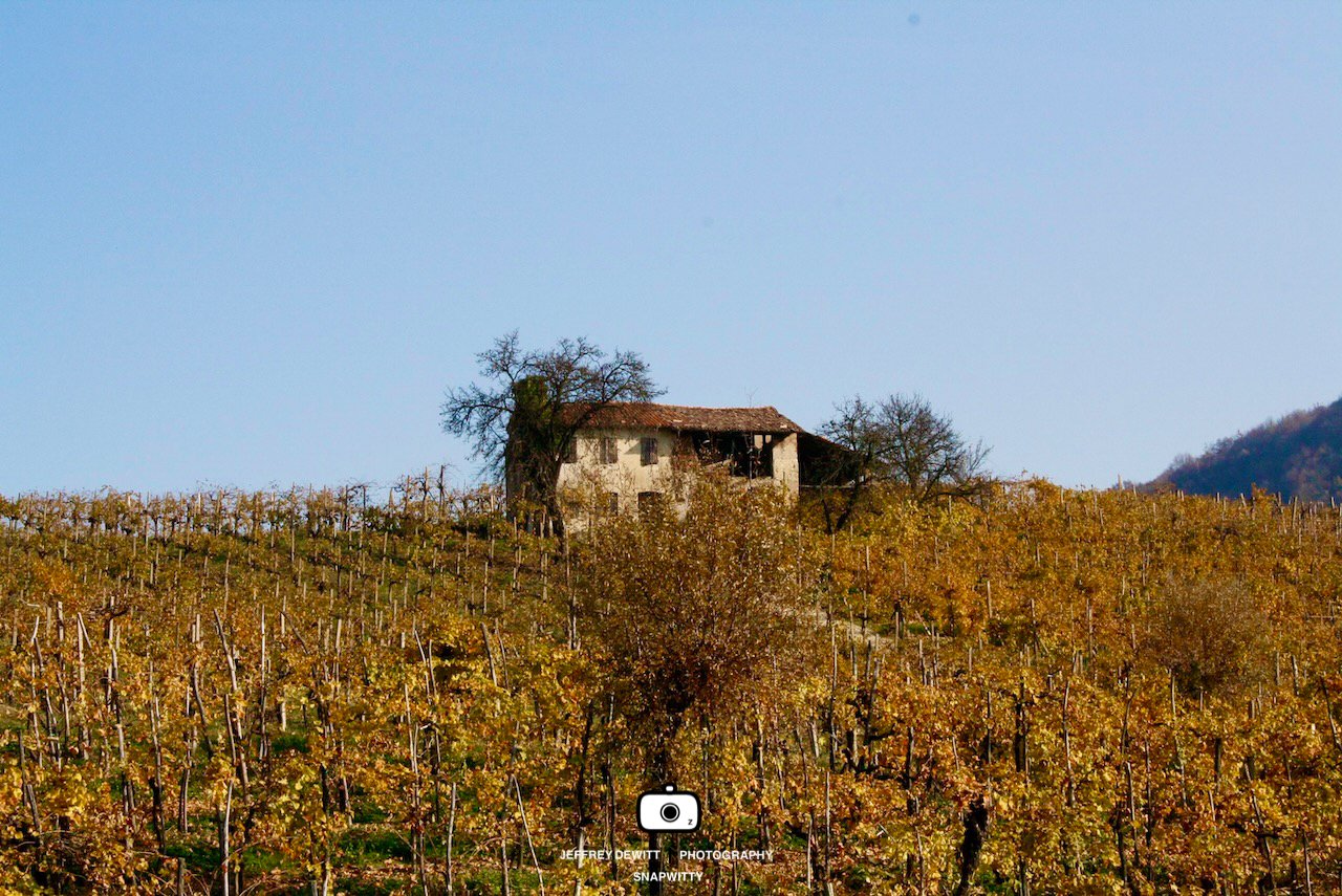 2011_October_BassanoDelGrappaVineyard-1.jpg