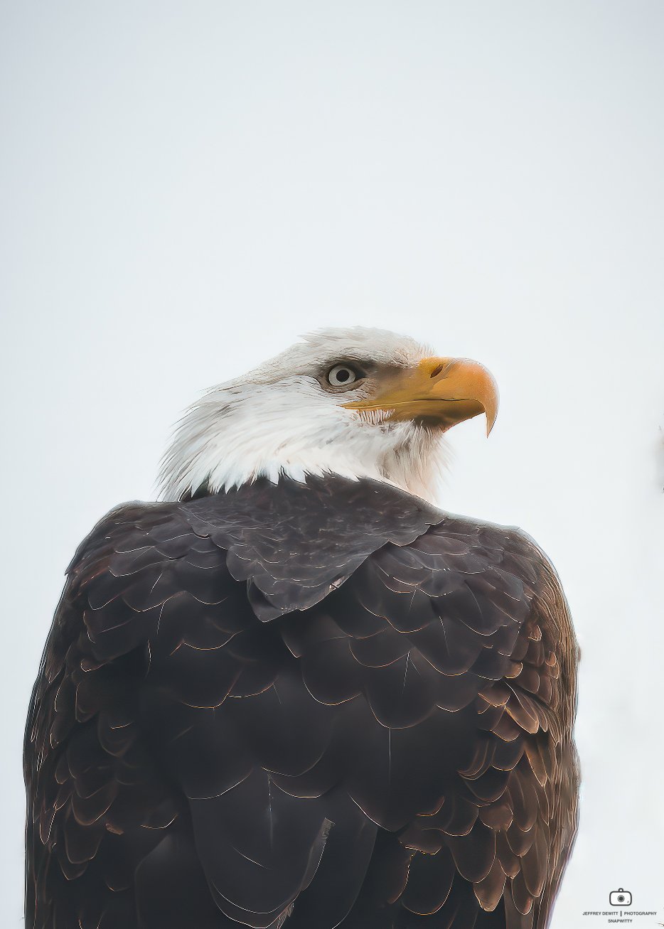 2024_January_Oregon_BaldEagleInLO-3.jpg