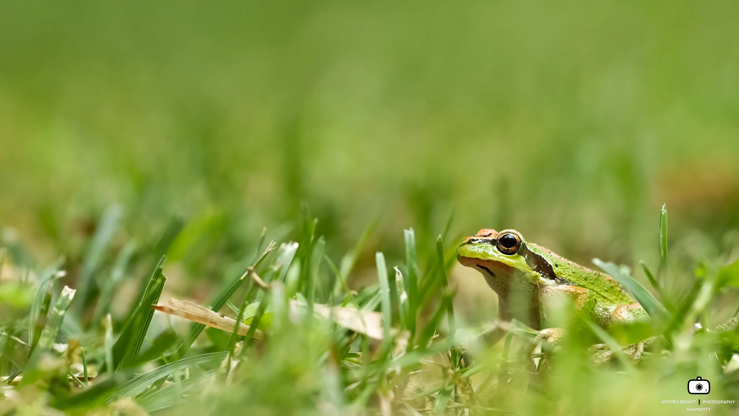 2022_July_Oregon_SauvieIsland_Frog-4.jpg