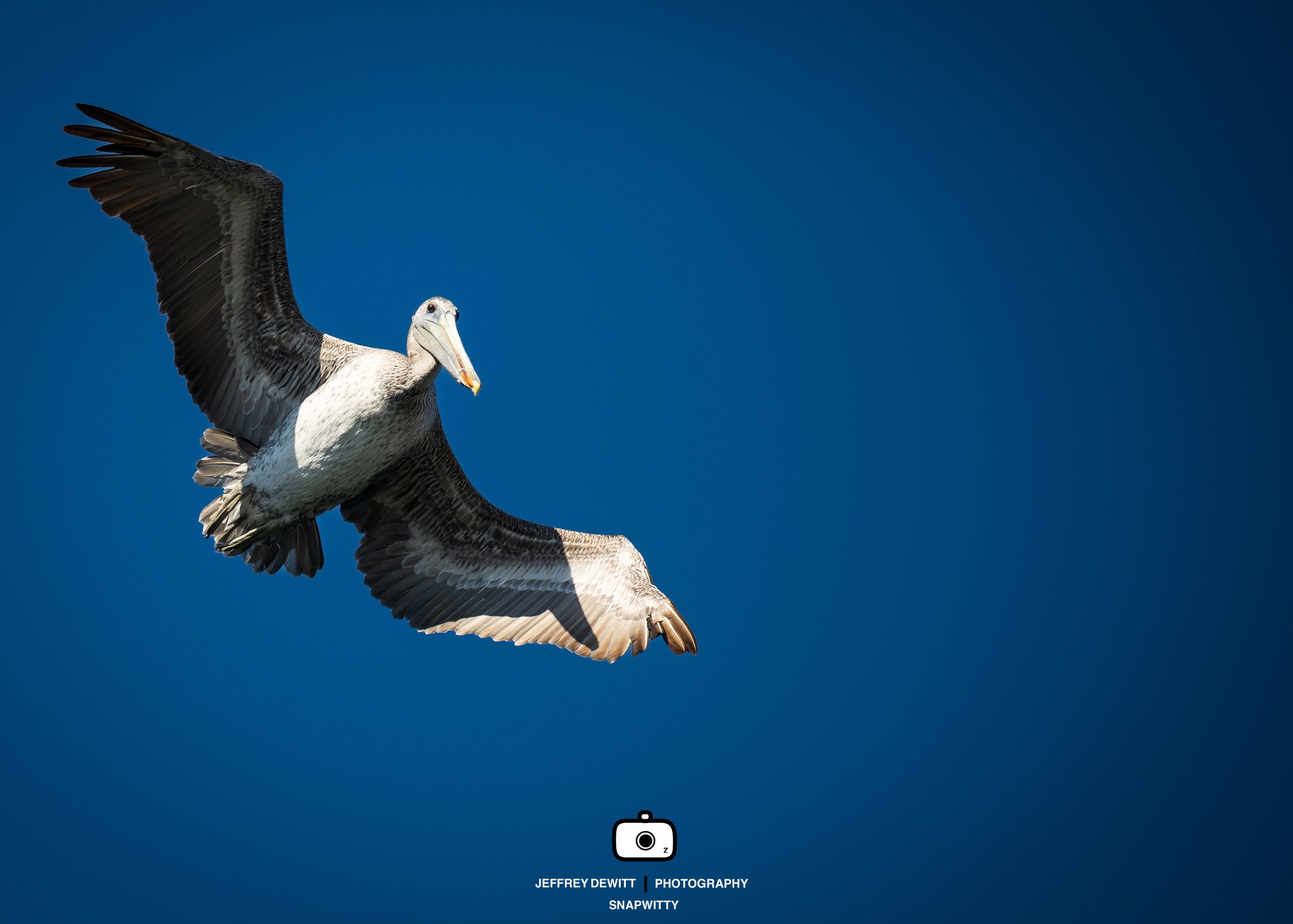 2021_Sept_Newport_PelicanFlight_4-1.jpg