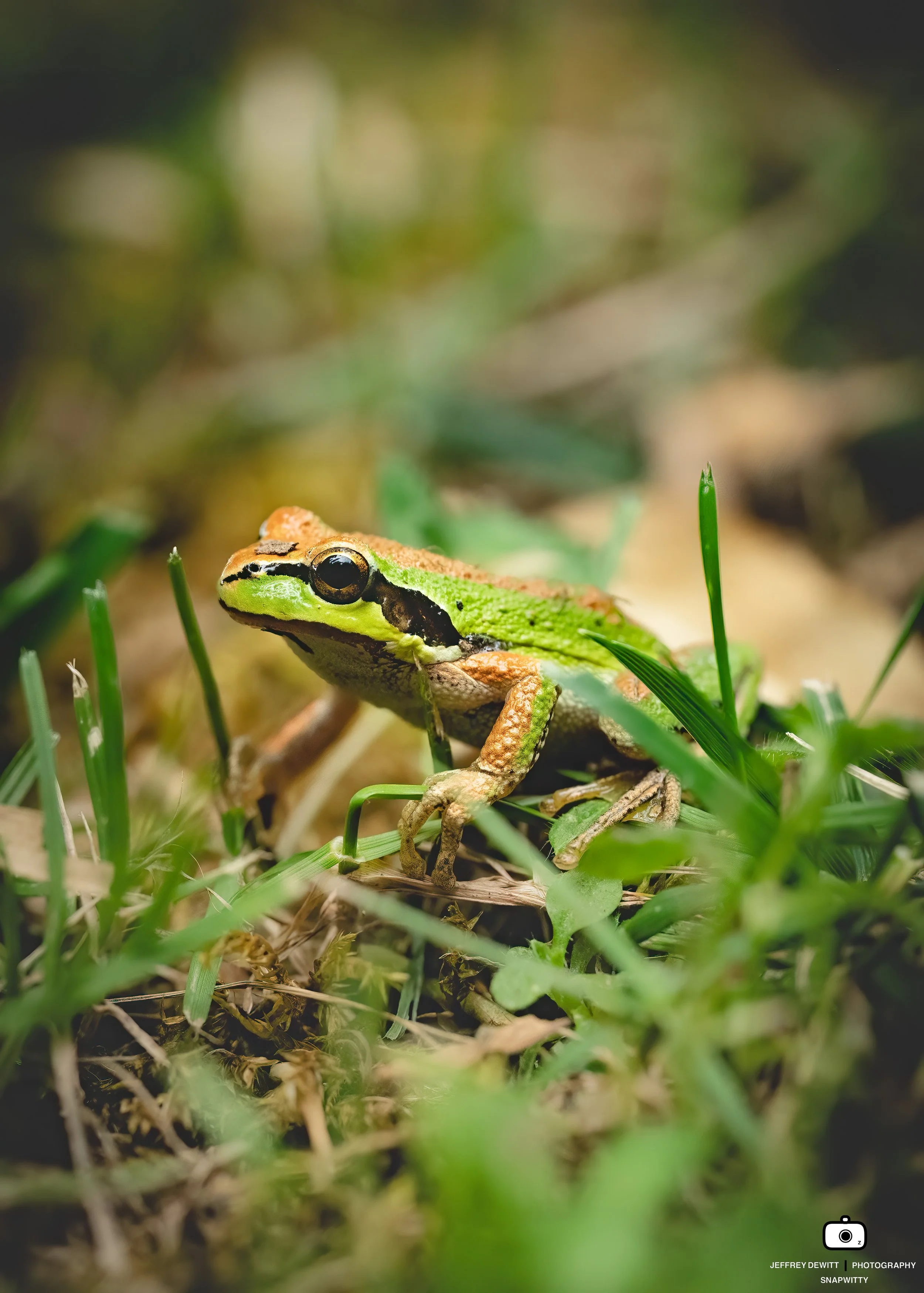 2022_July_Oregon_SauvieIsland_Frog-5.jpg