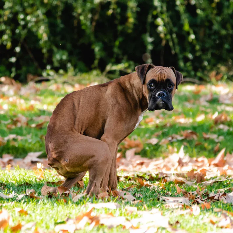 Como diferenciar las diarreas