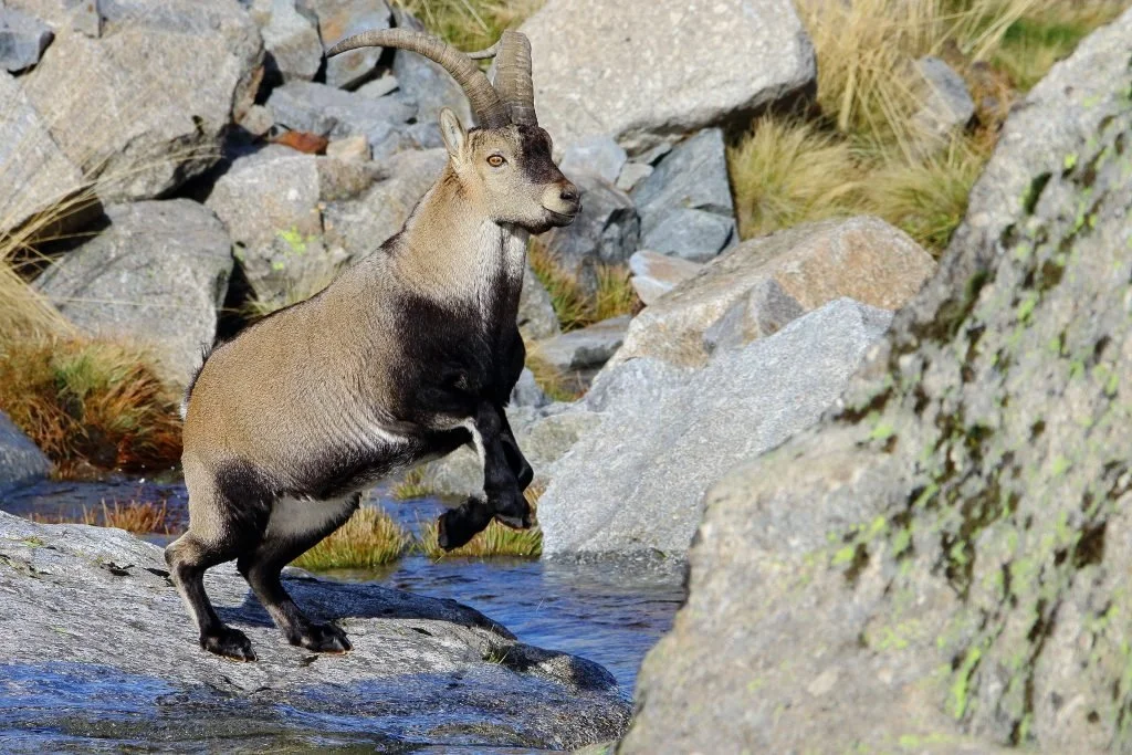 Entre cabras y arroyos: Todo lo que no quieres llevarte de Gredos