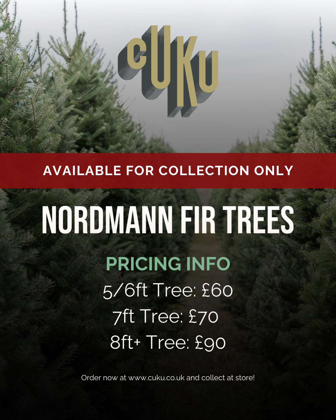 Nordmann Fir Trees