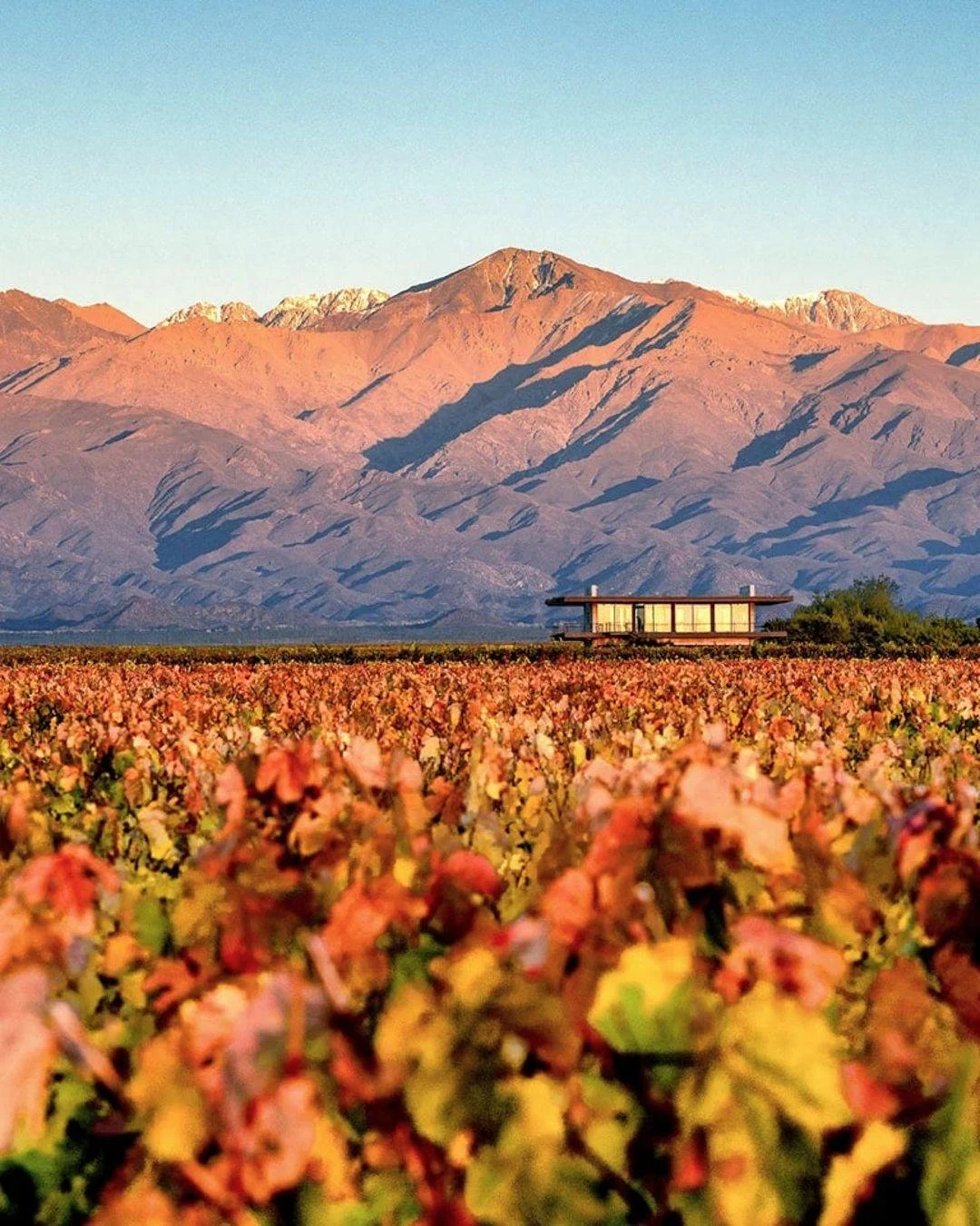 Malbec mornings and mountain views.

The Vines Resort &amp; Spa is where Argentina&rsquo;s wine country goes full VIP. A stay here includes a private villa surrounded by vines, a chef-prepared asado under the stars, and a behind-the-scenes harvest da