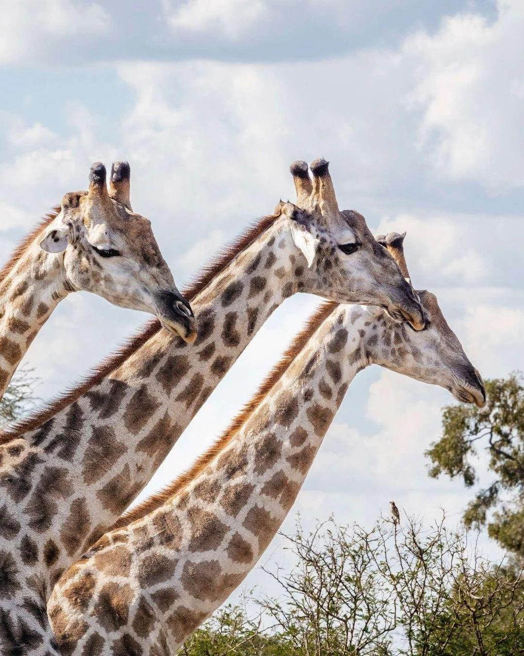 If Victoria Falls is on your bucket list, Matetsi Victoria Falls is the place to stay.

It is one of those rare properties that combines immediate access to wildlife with absolute luxury. This five-star safari retreat rests within a private 136,000-a