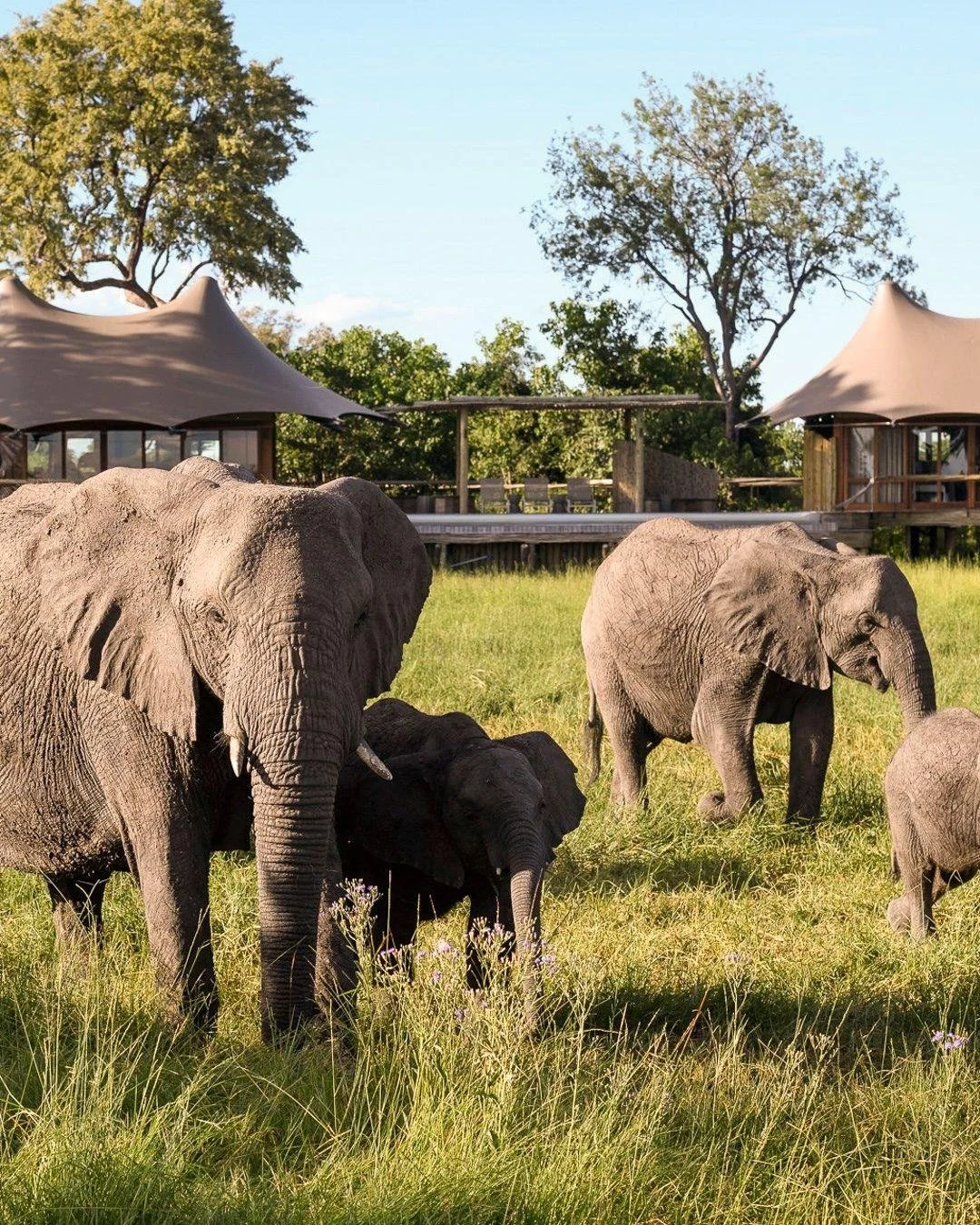 There is seeing wildlife, and then there is seeing wildlife in Botswana&rsquo;s Okavango Delta.

Lions, leopards, cheetahs, wild dogs, elephants, and buffalo roam year-round, and at Wilderness Mombo Camp, the viewing decks make it feel almost unreal.