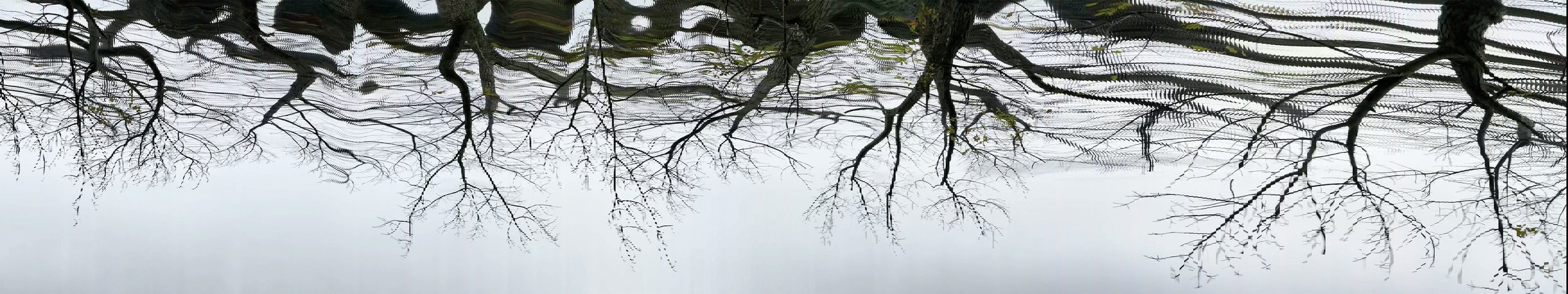 scan a tree2021.00_05_28_05.Still009.jpg