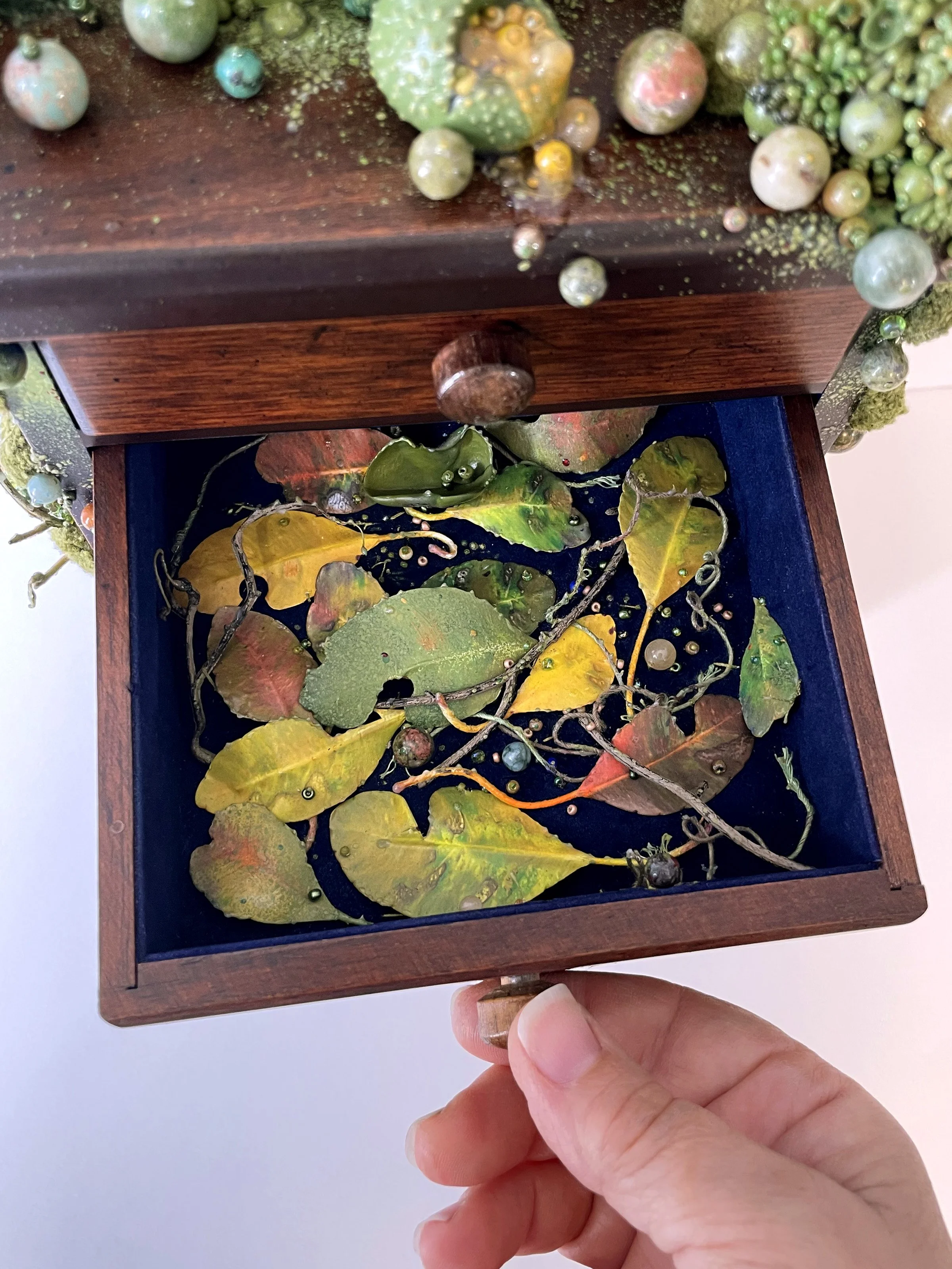 Passerina Femella drawer