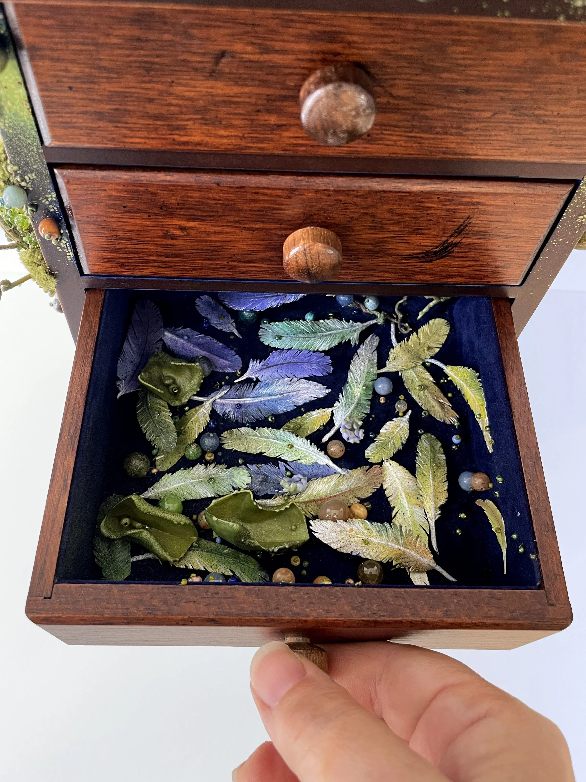 Passerina Femella drawer